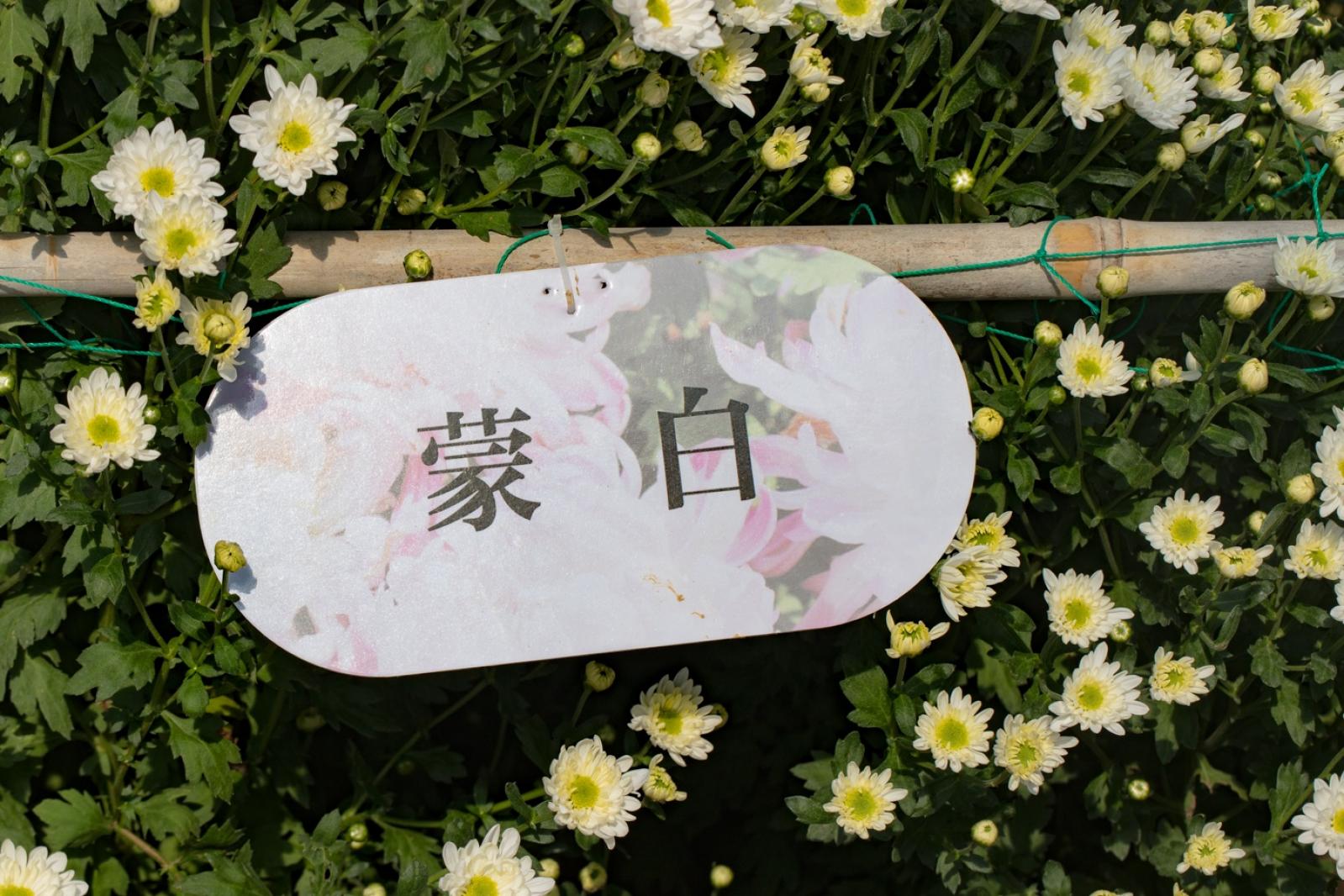 排牙山下菊花展