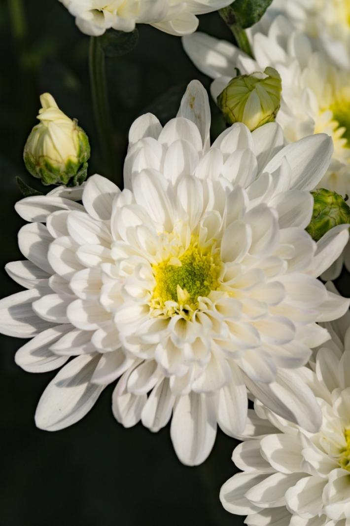 排牙山下菊花展