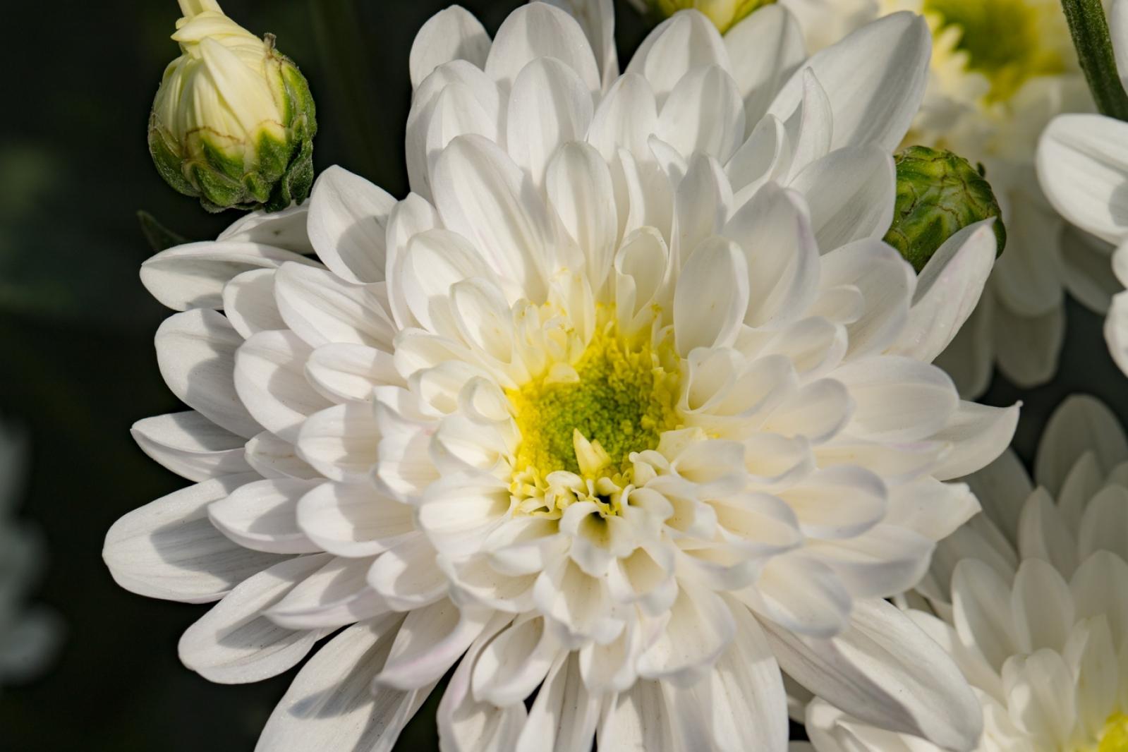 排牙山下菊花展