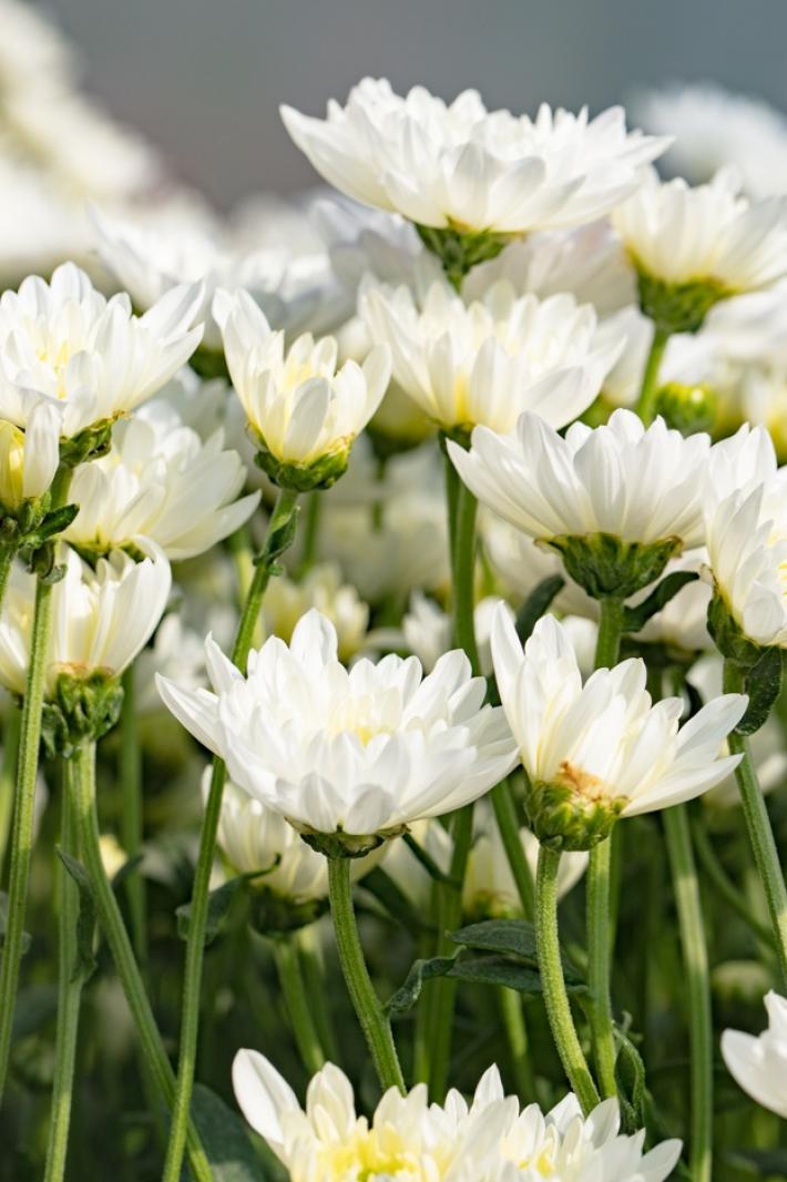 排牙山下菊花展