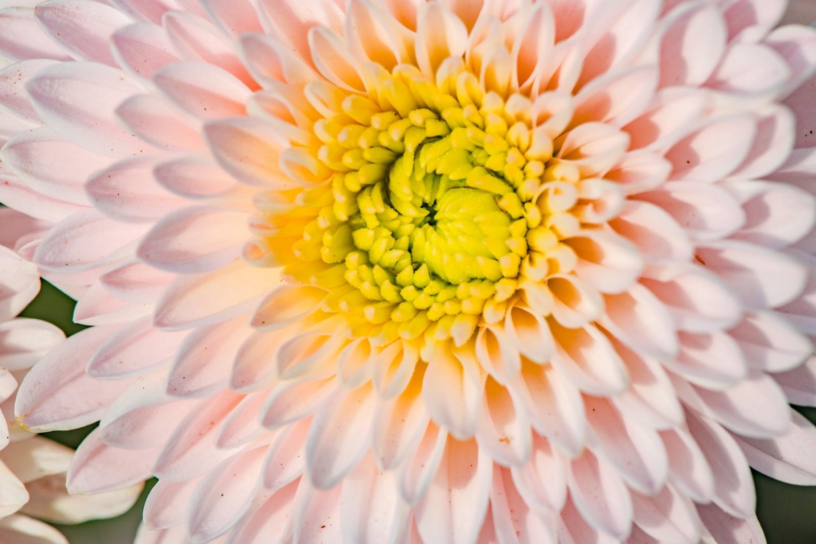 排牙山下菊花展