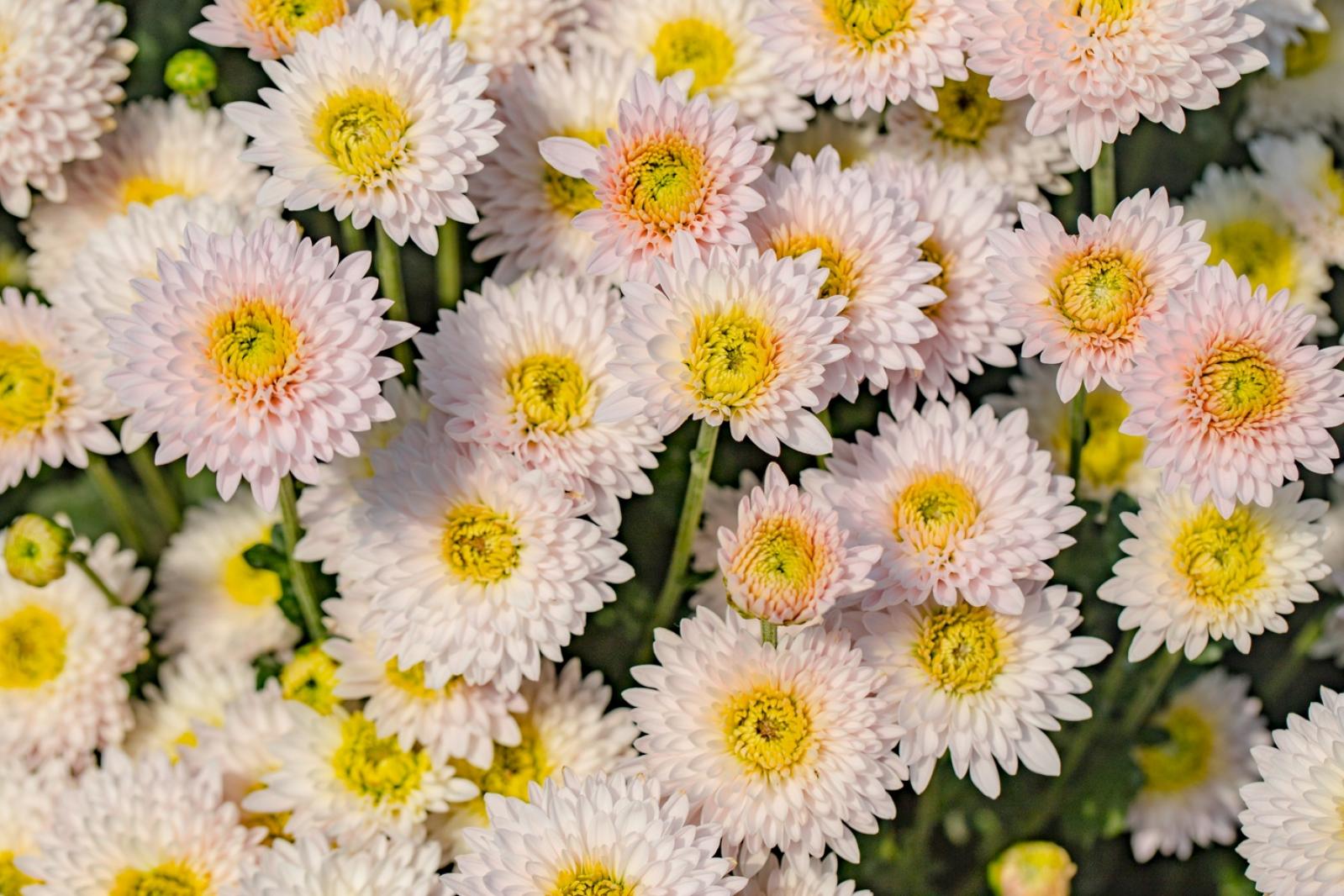 排牙山下菊花展