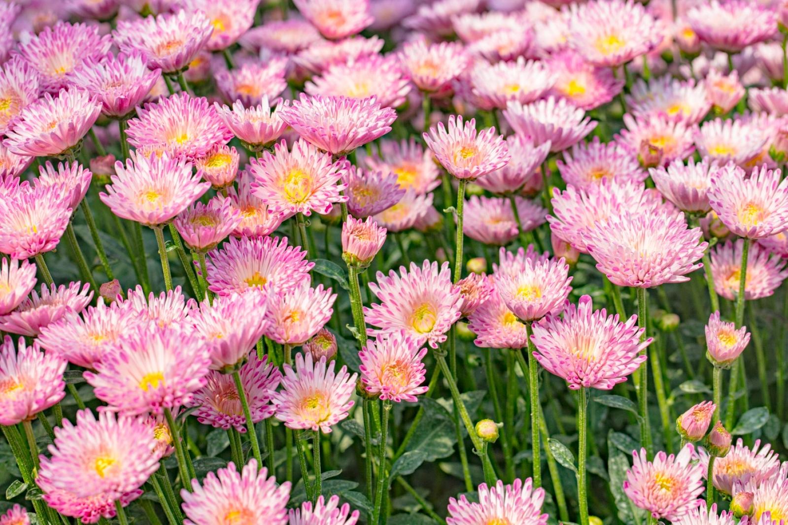 排牙山下菊花展