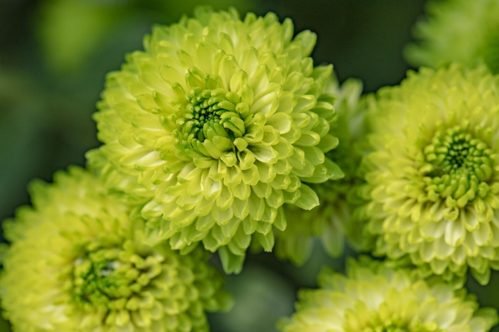 排牙山下菊花展