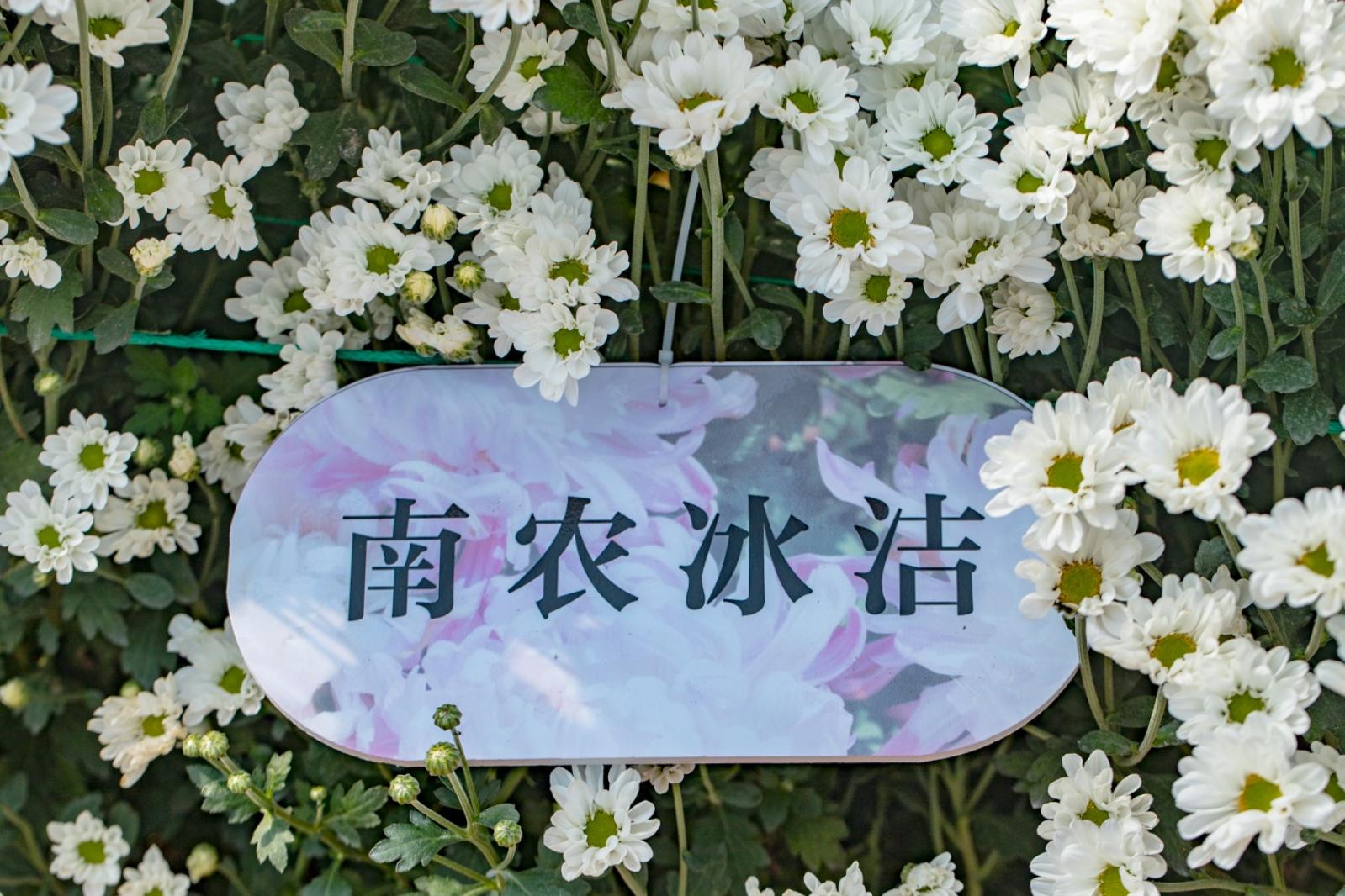 排牙山下菊花展