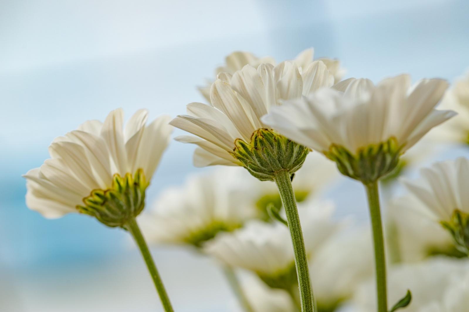 排牙山下菊花展