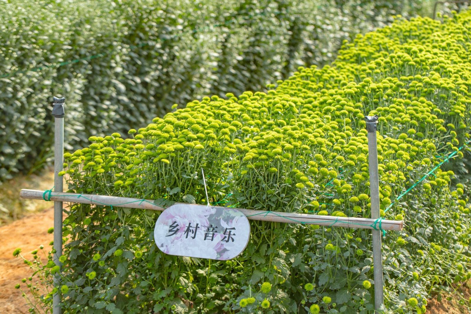 排牙山下菊花展