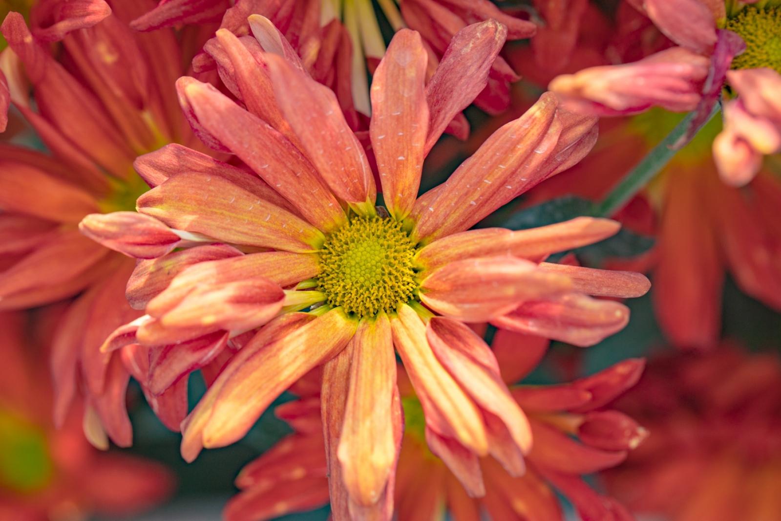 排牙山下菊花展