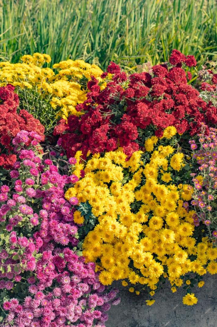 排牙山下菊花展