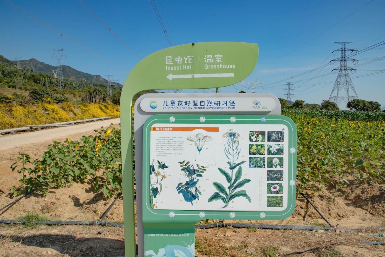 排牙山下菊花展