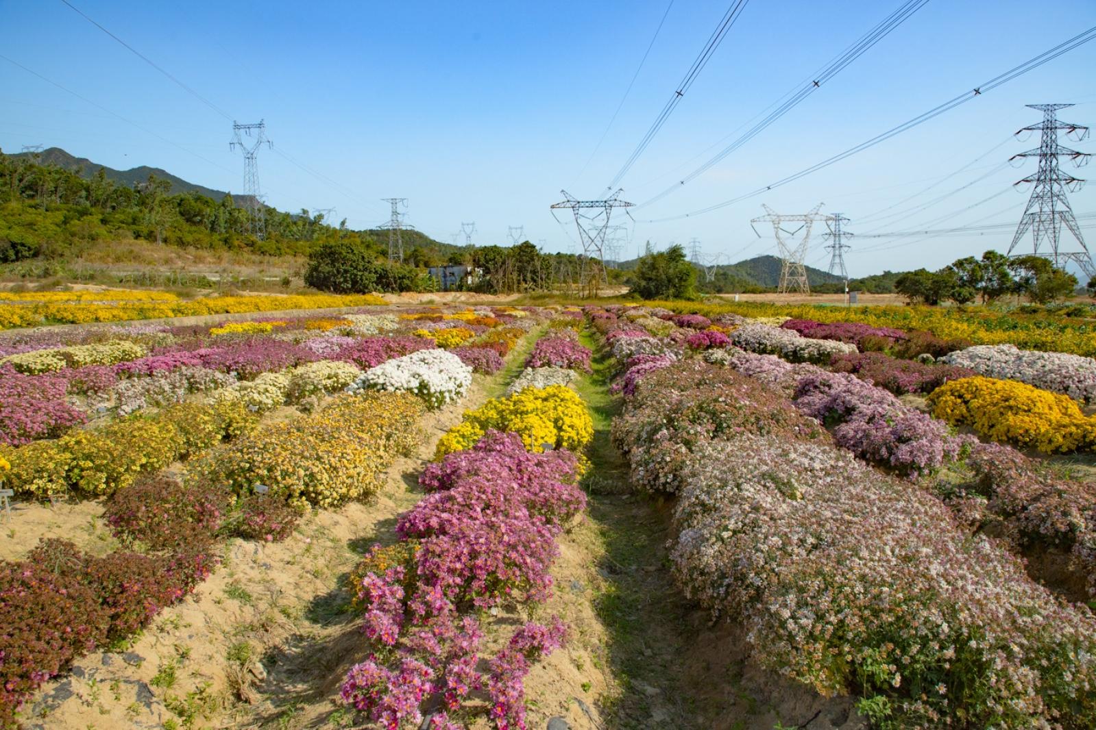 排牙山下菊花展