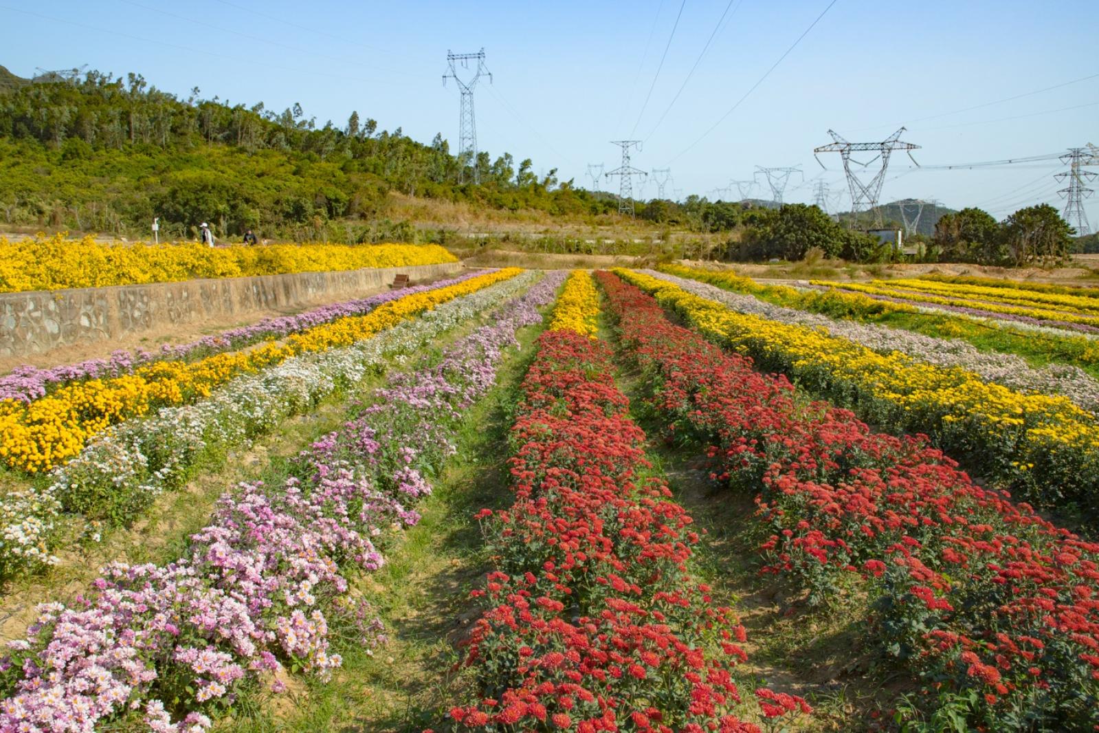 排牙山下菊花展