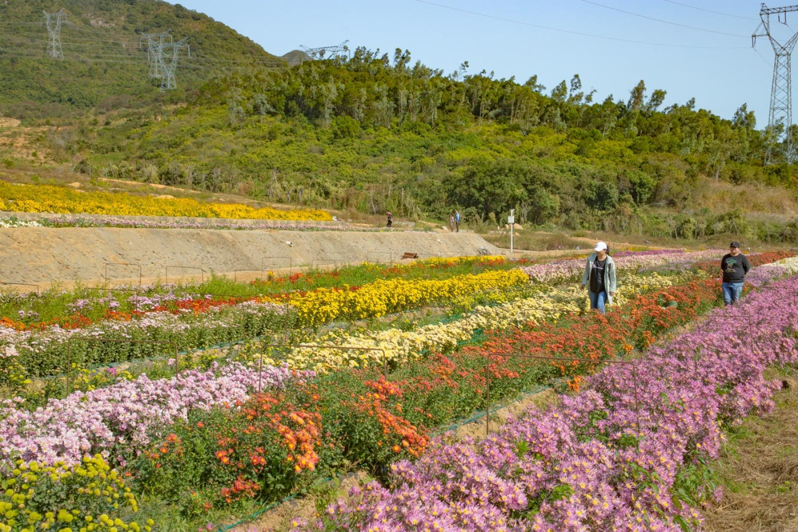 排牙山下菊花展
