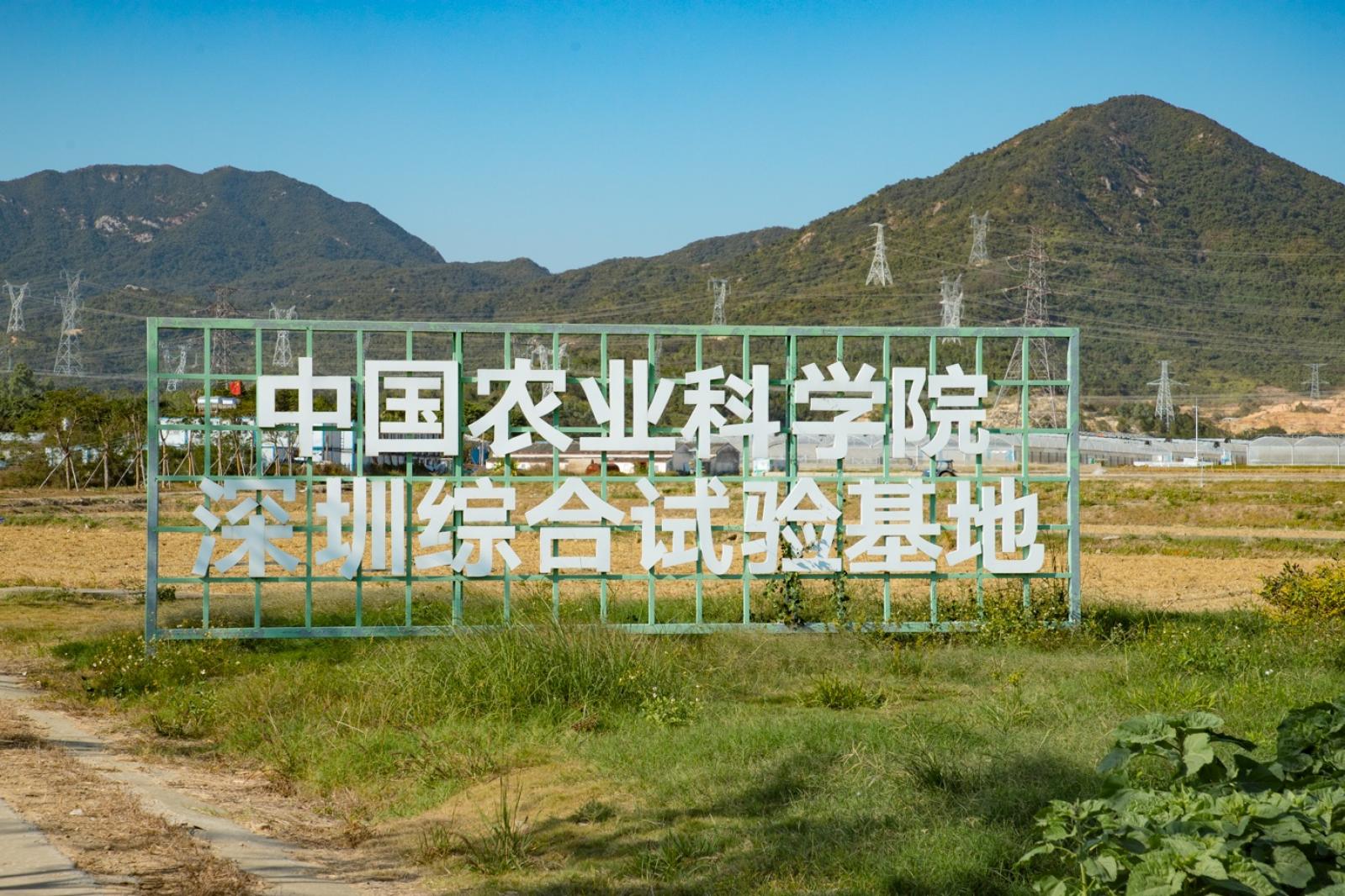 排牙山下菊花展