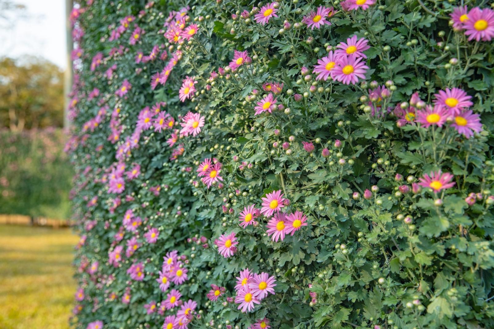2019深圳菊花展