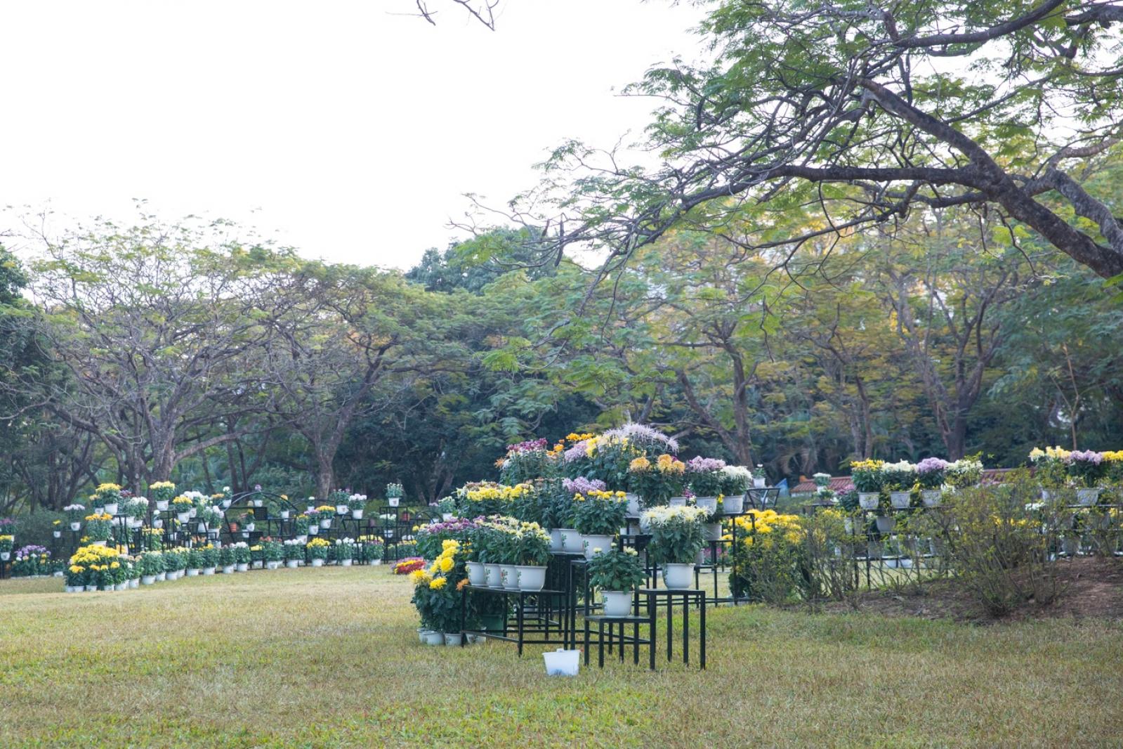 2019深圳菊花展