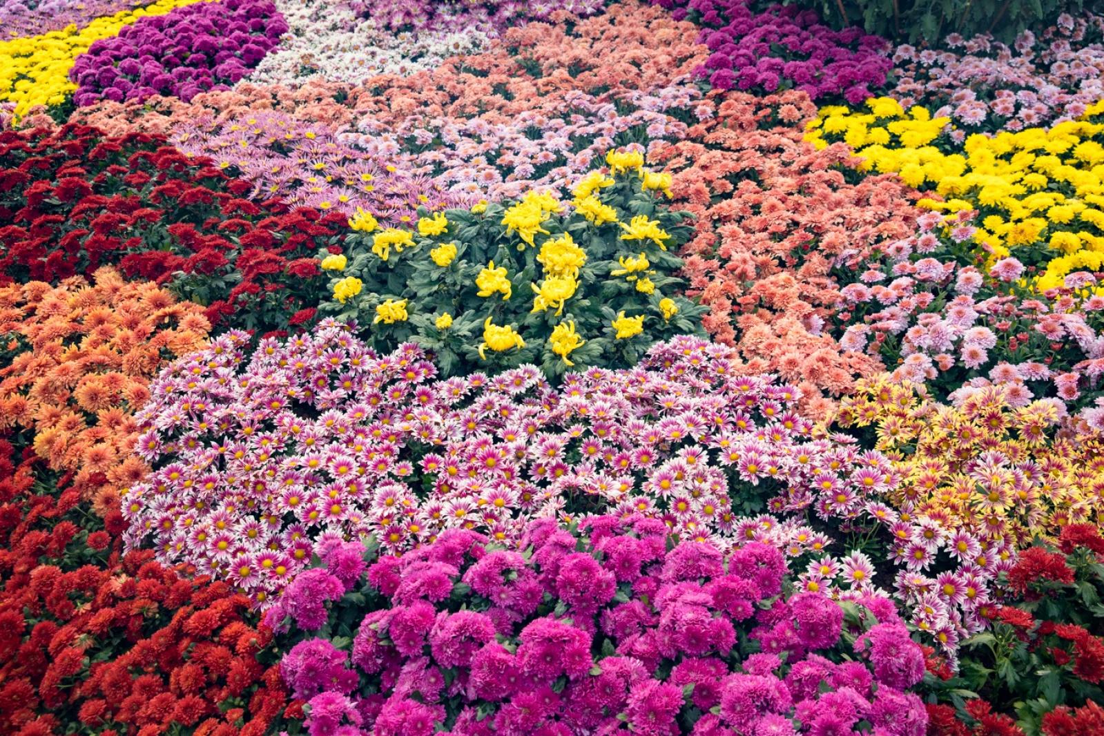 2019深圳菊花展