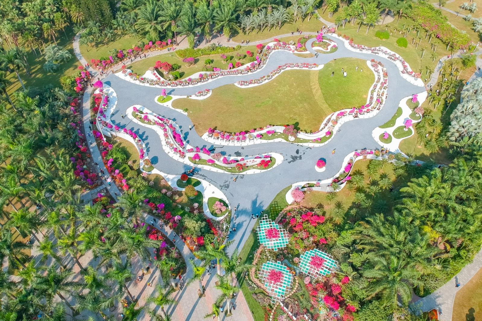 深圳簕杜鹃花展