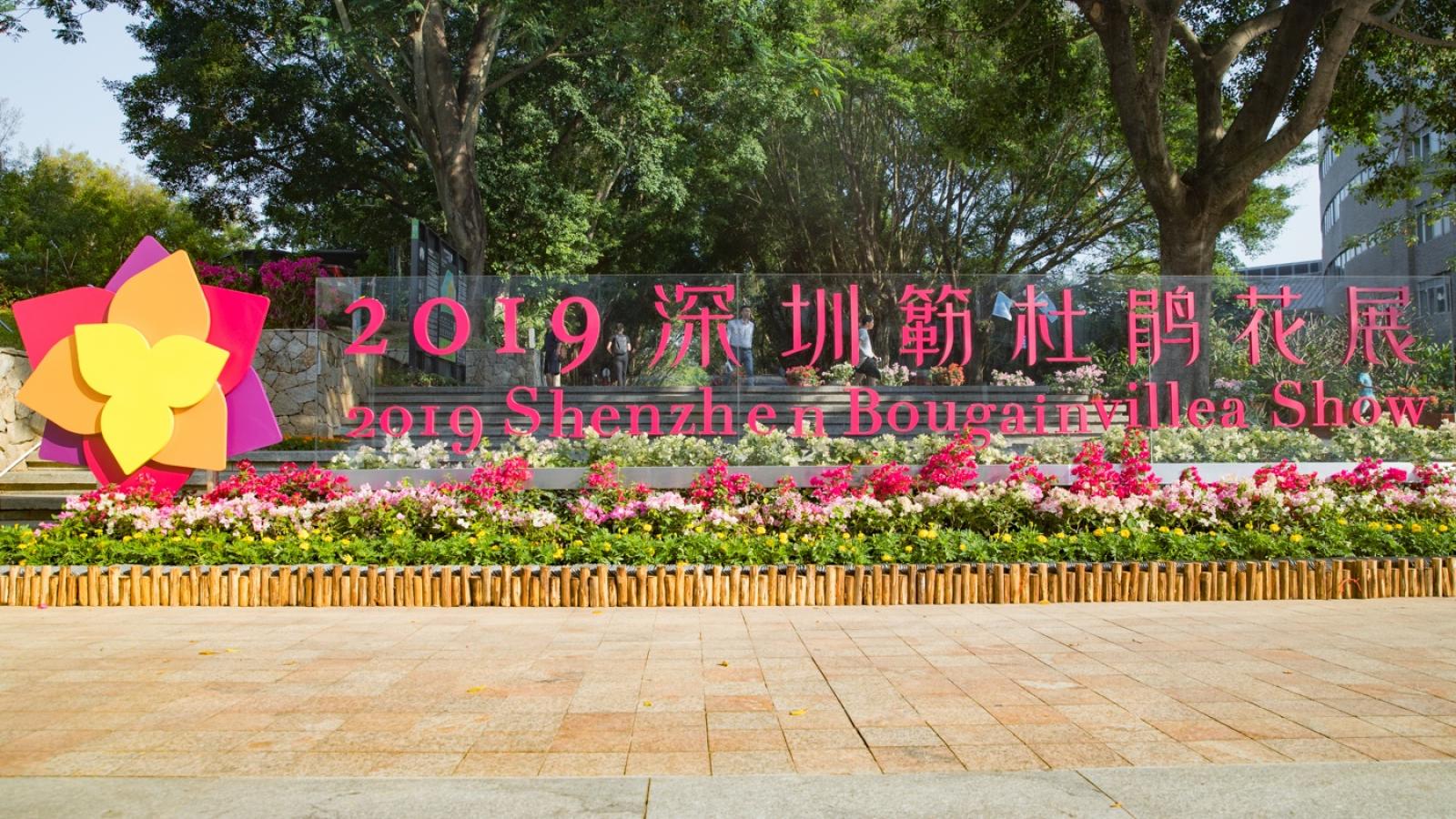深圳簕杜鹃花展