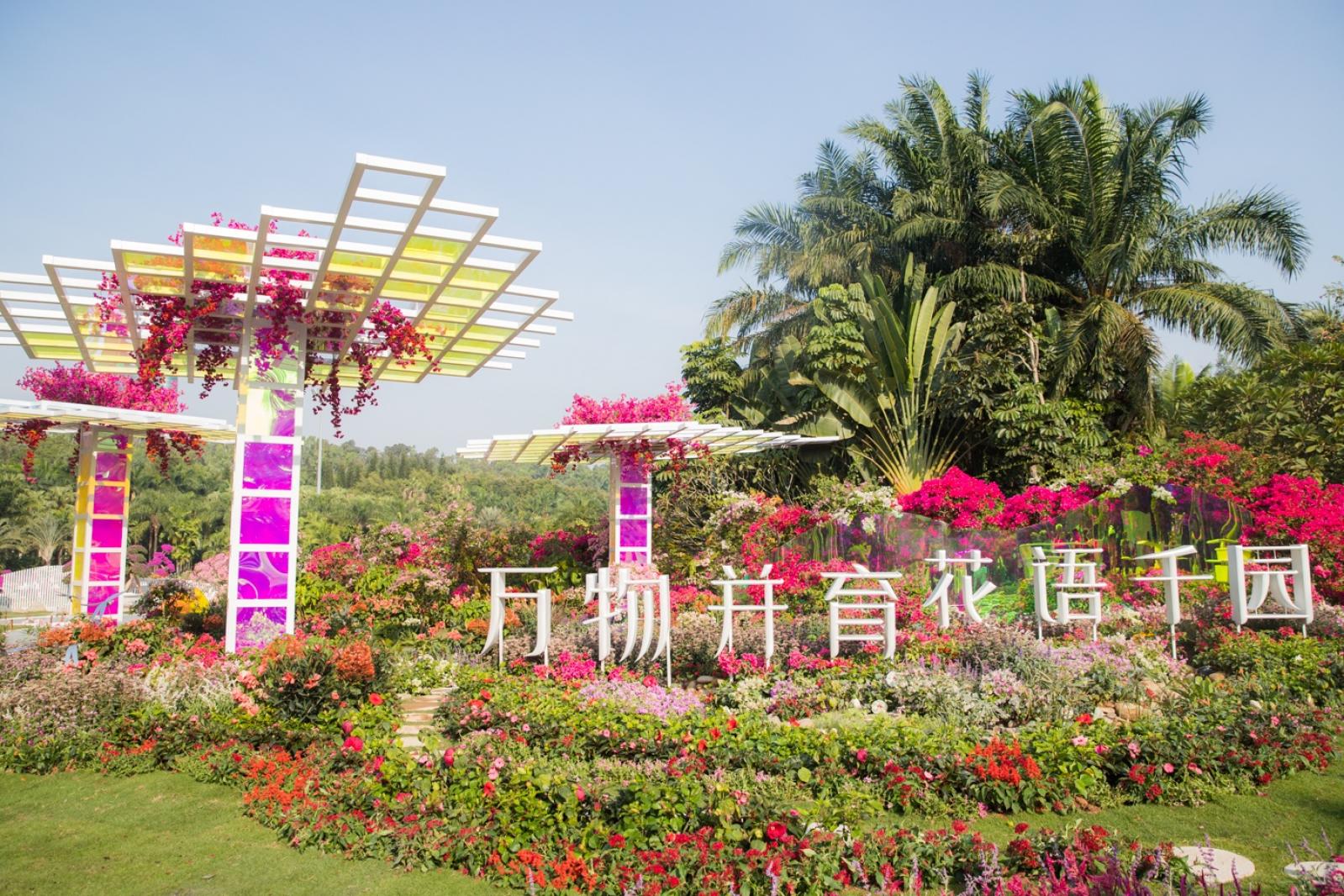 深圳簕杜鹃花展