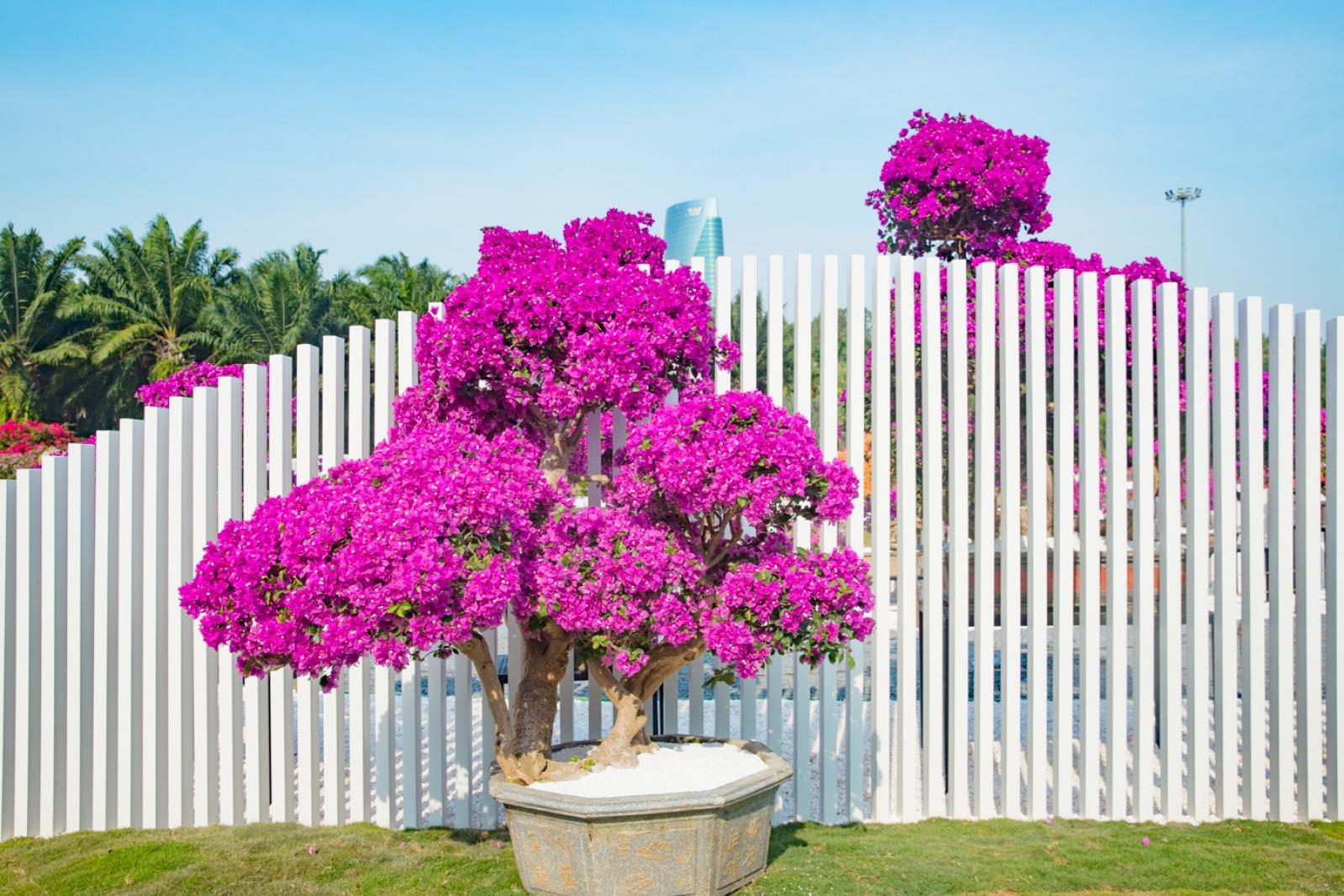 深圳簕杜鹃花展