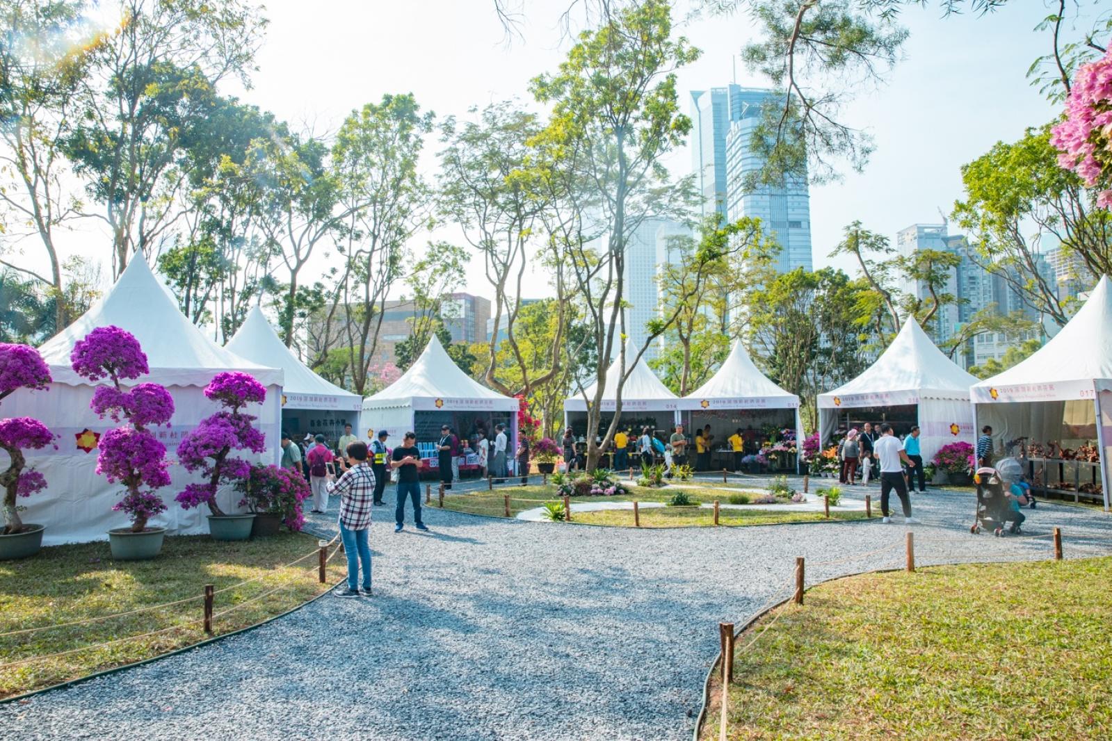 深圳簕杜鹃花展