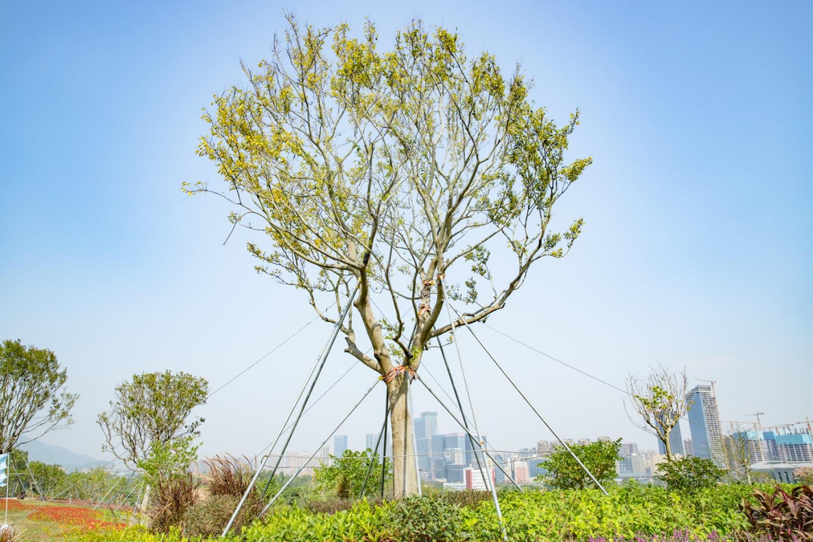 深圳北站中心公园