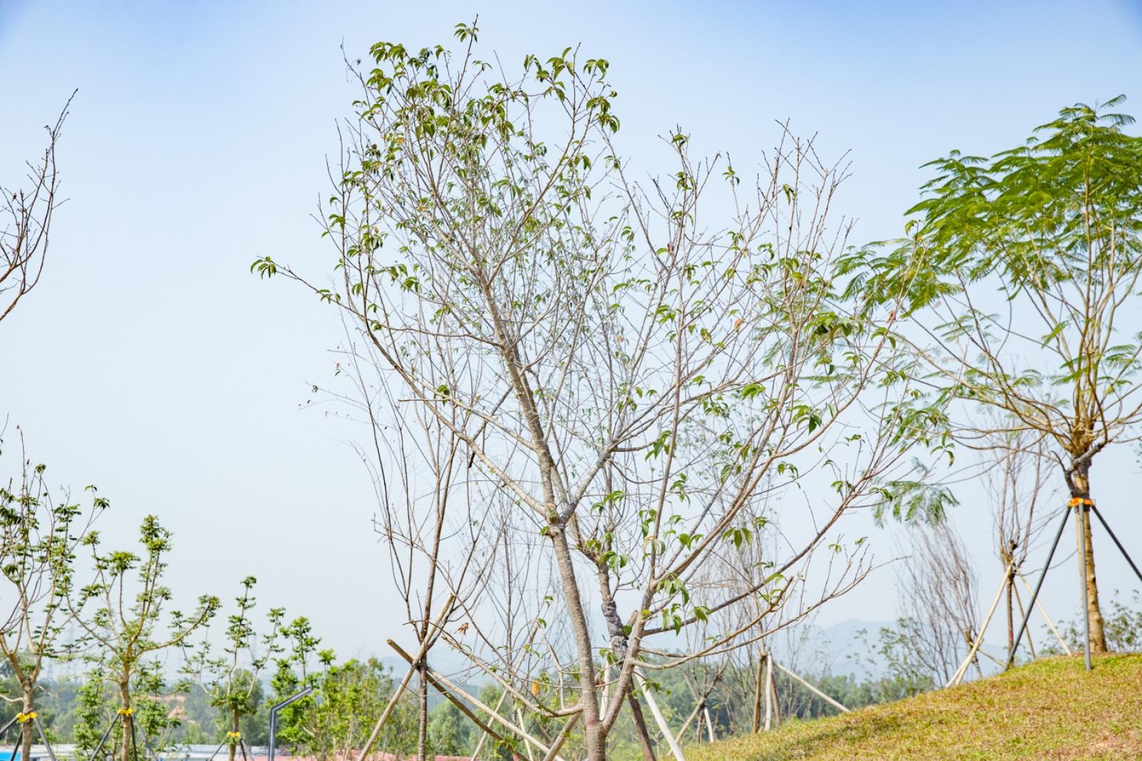 深圳北站中心公园