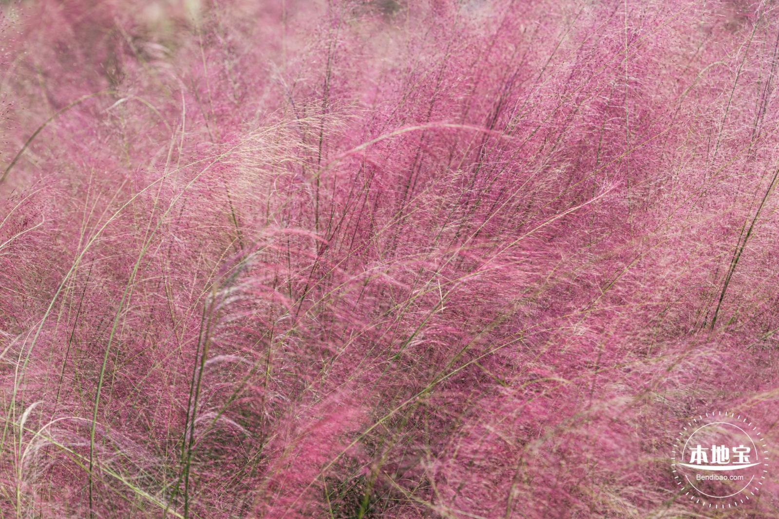 红花山粉黛乱子草