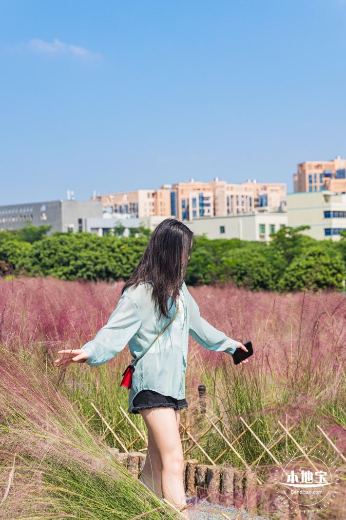 红花山粉黛乱子草