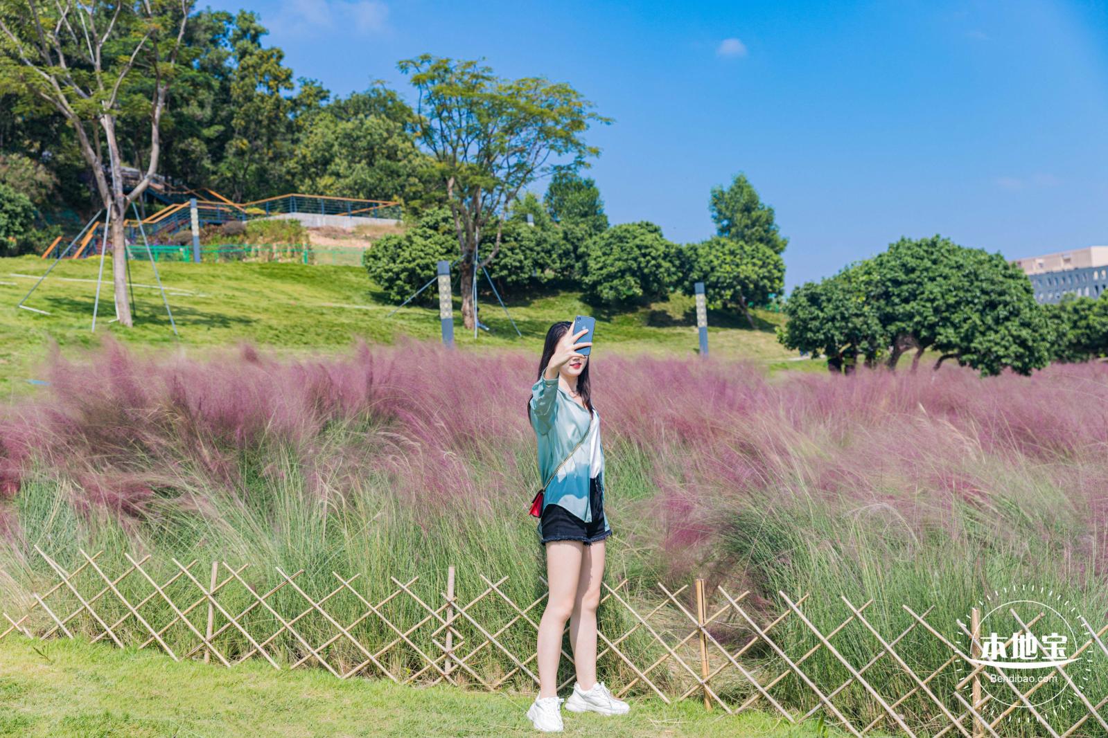 红花山粉黛乱子草