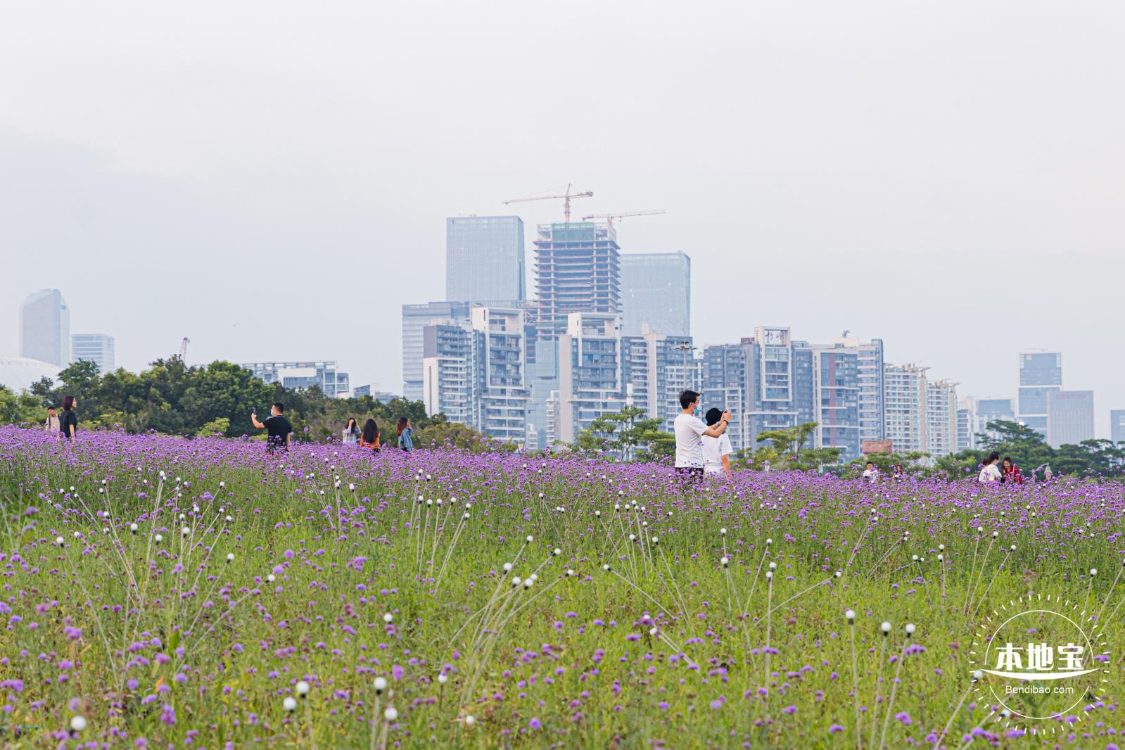 流花山马鞭草+灯光花海