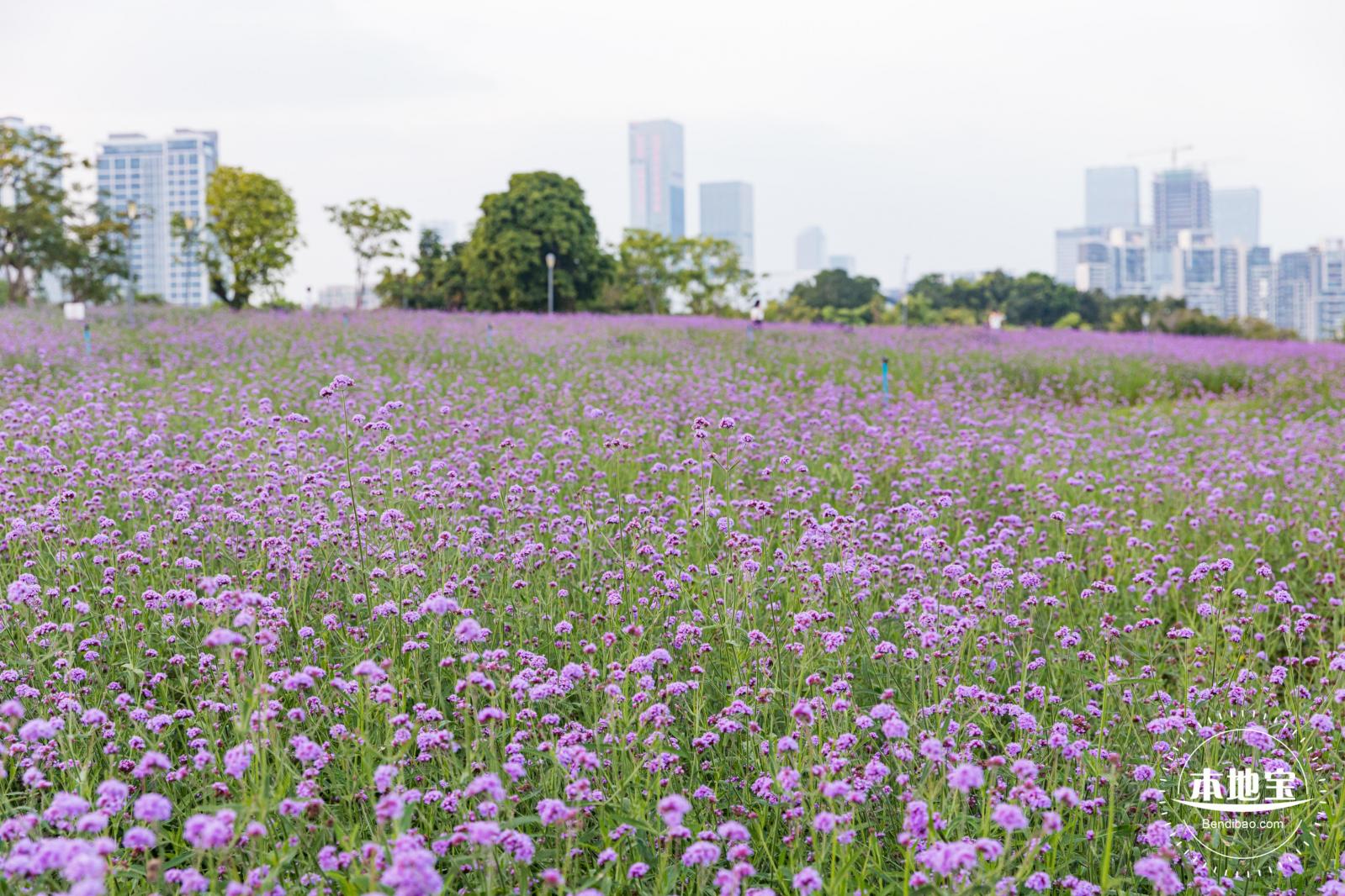 流花山马鞭草+灯光花海