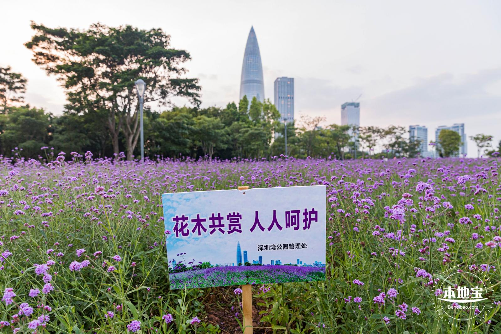 流花山马鞭草+灯光花海