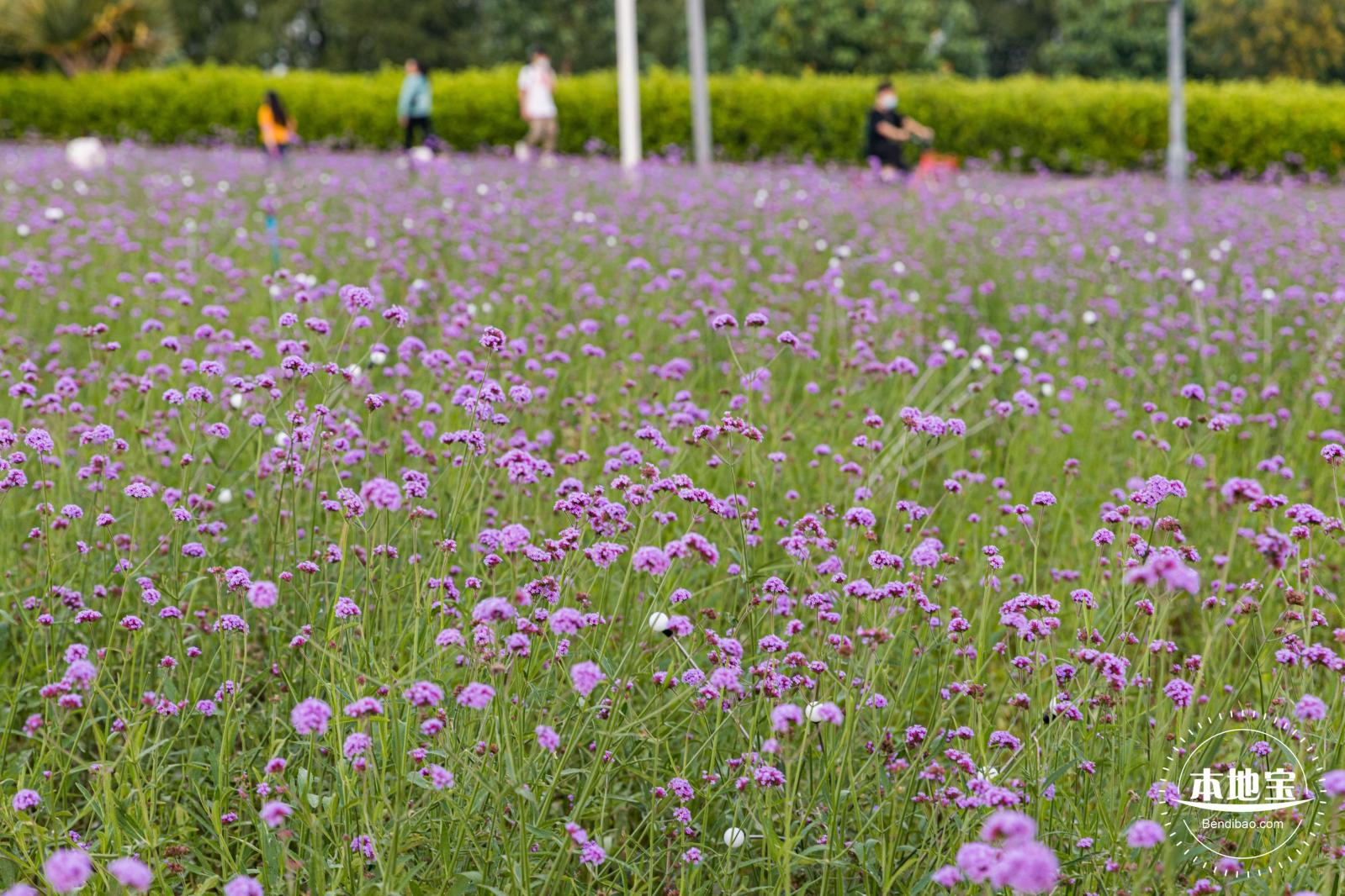 流花山马鞭草+灯光花海