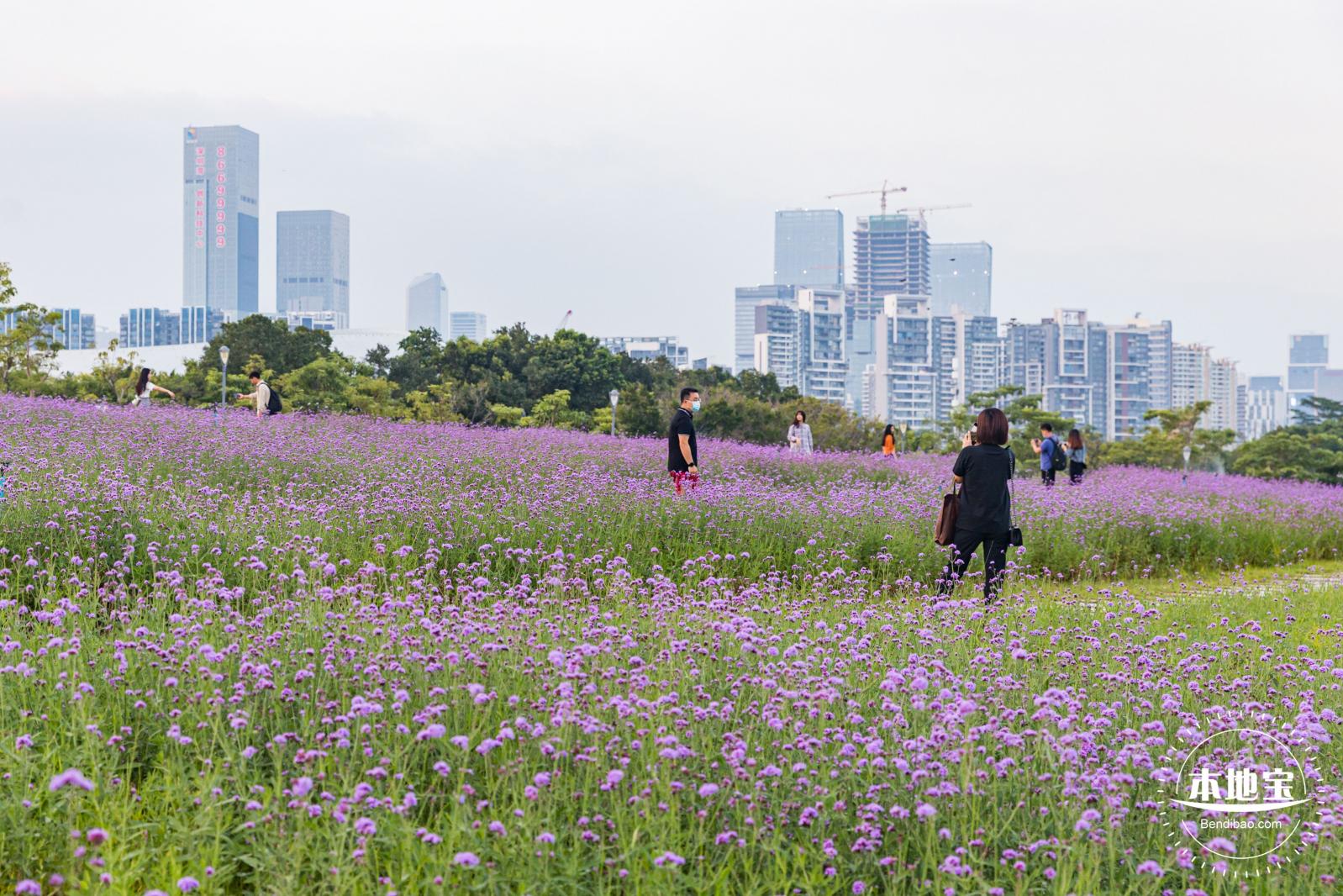 流花山马鞭草+灯光花海