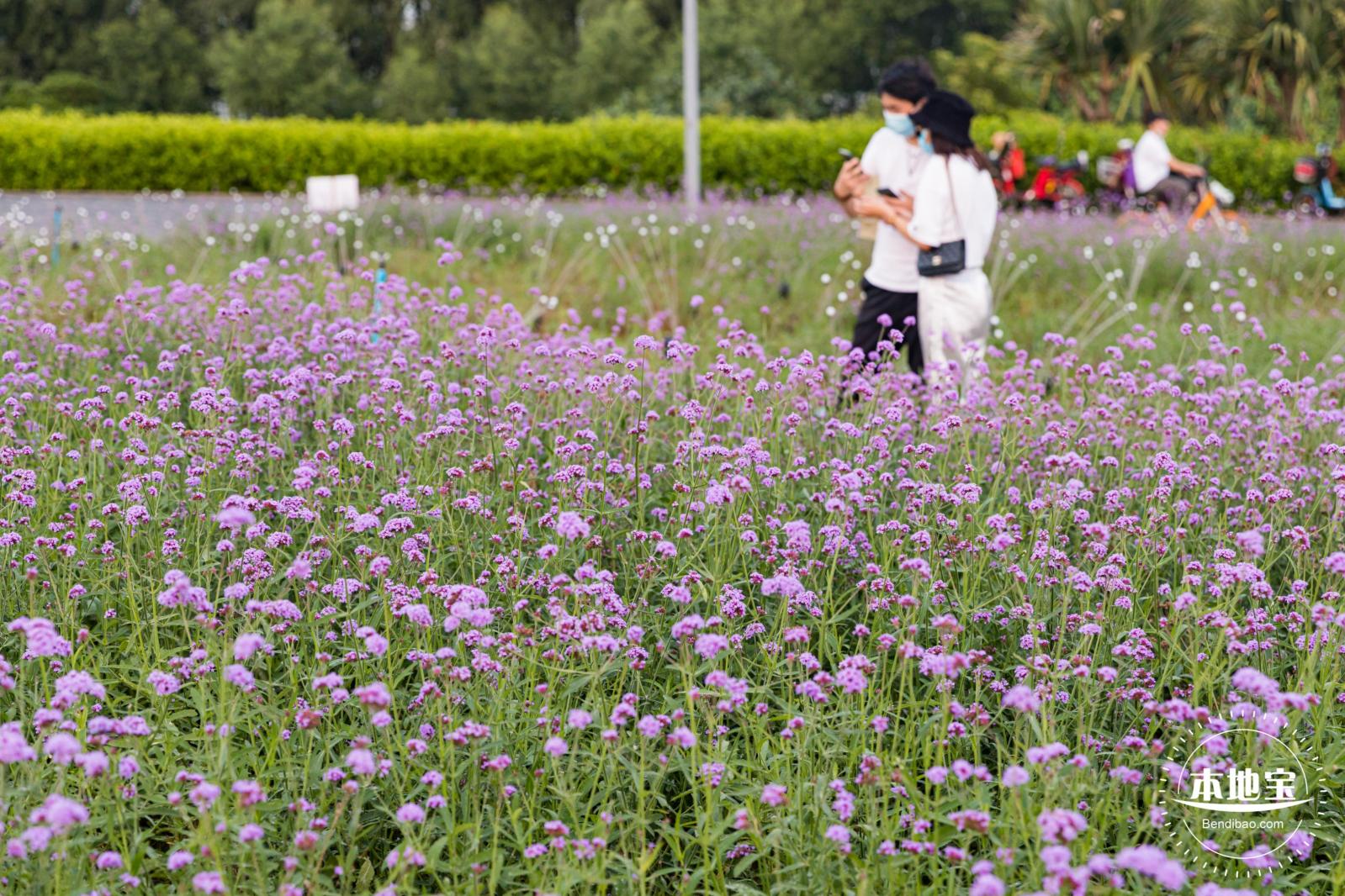 流花山马鞭草+灯光花海