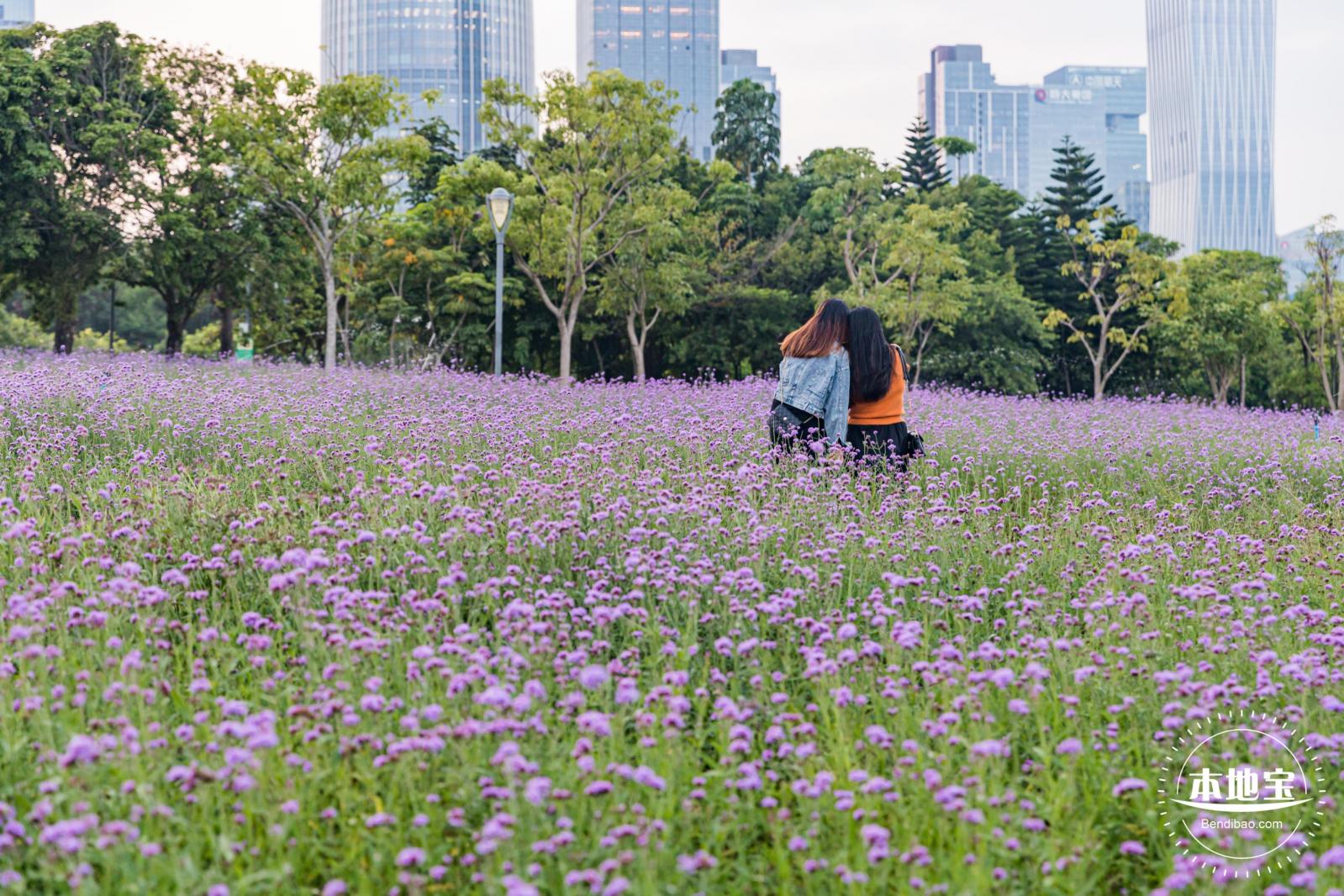 流花山马鞭草+灯光花海