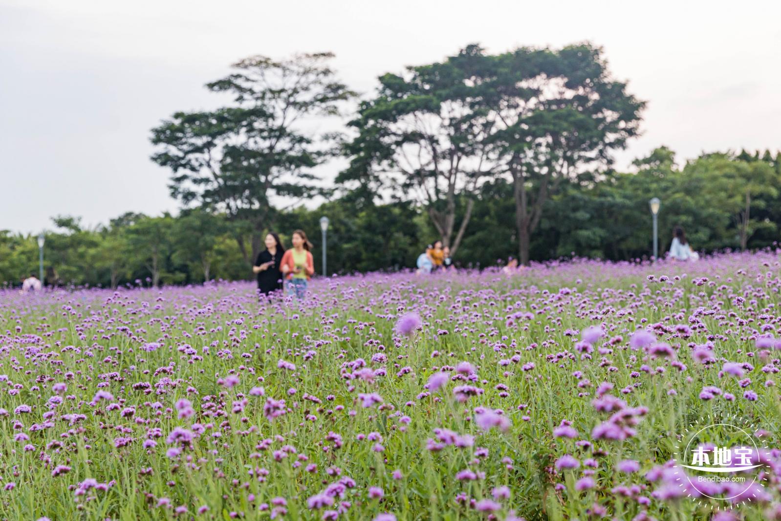 流花山马鞭草+灯光花海