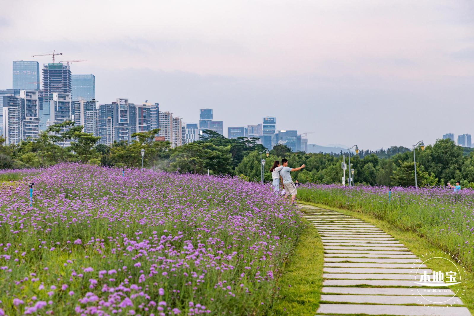 流花山马鞭草+灯光花海