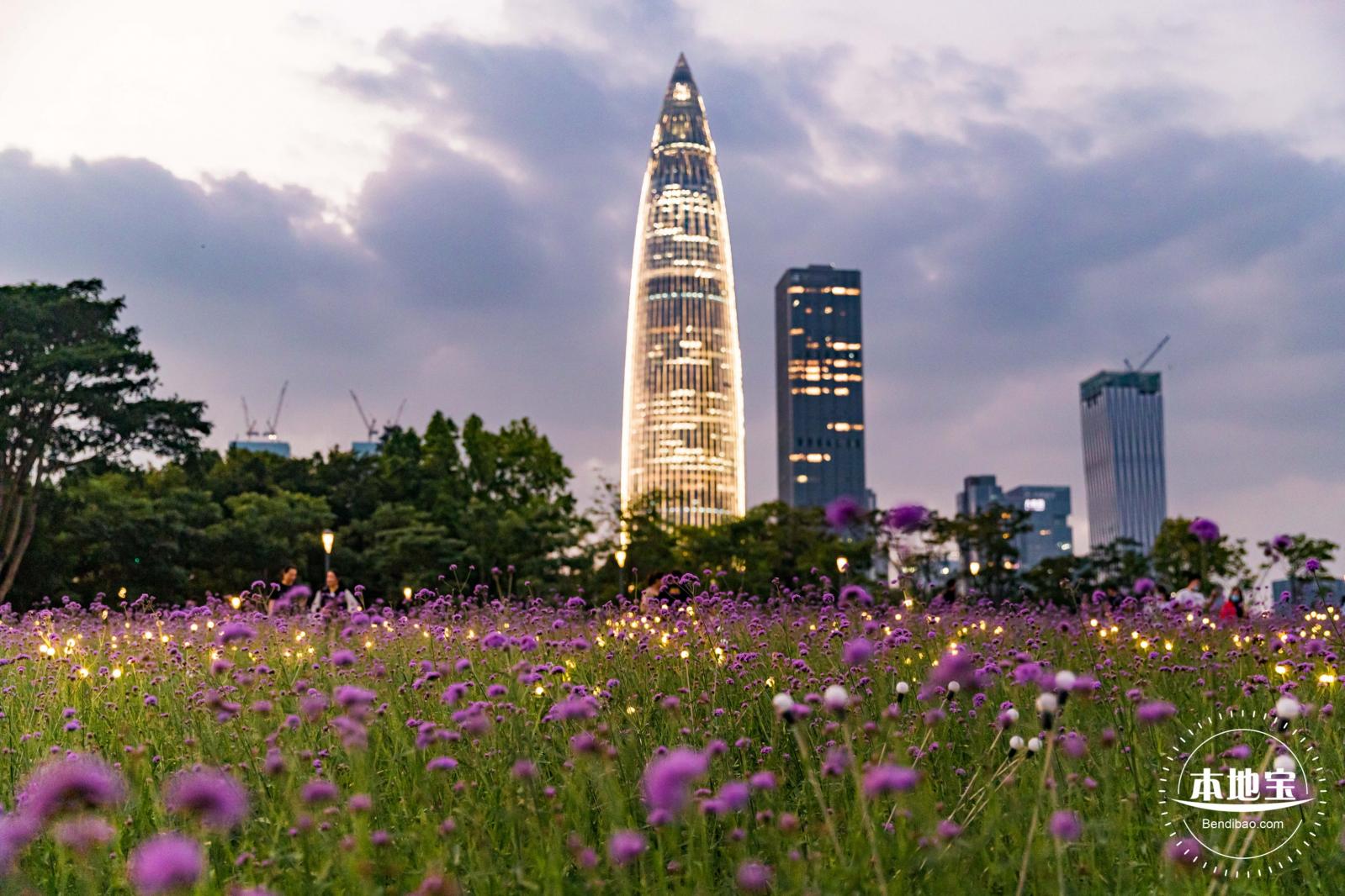 流花山马鞭草+灯光花海