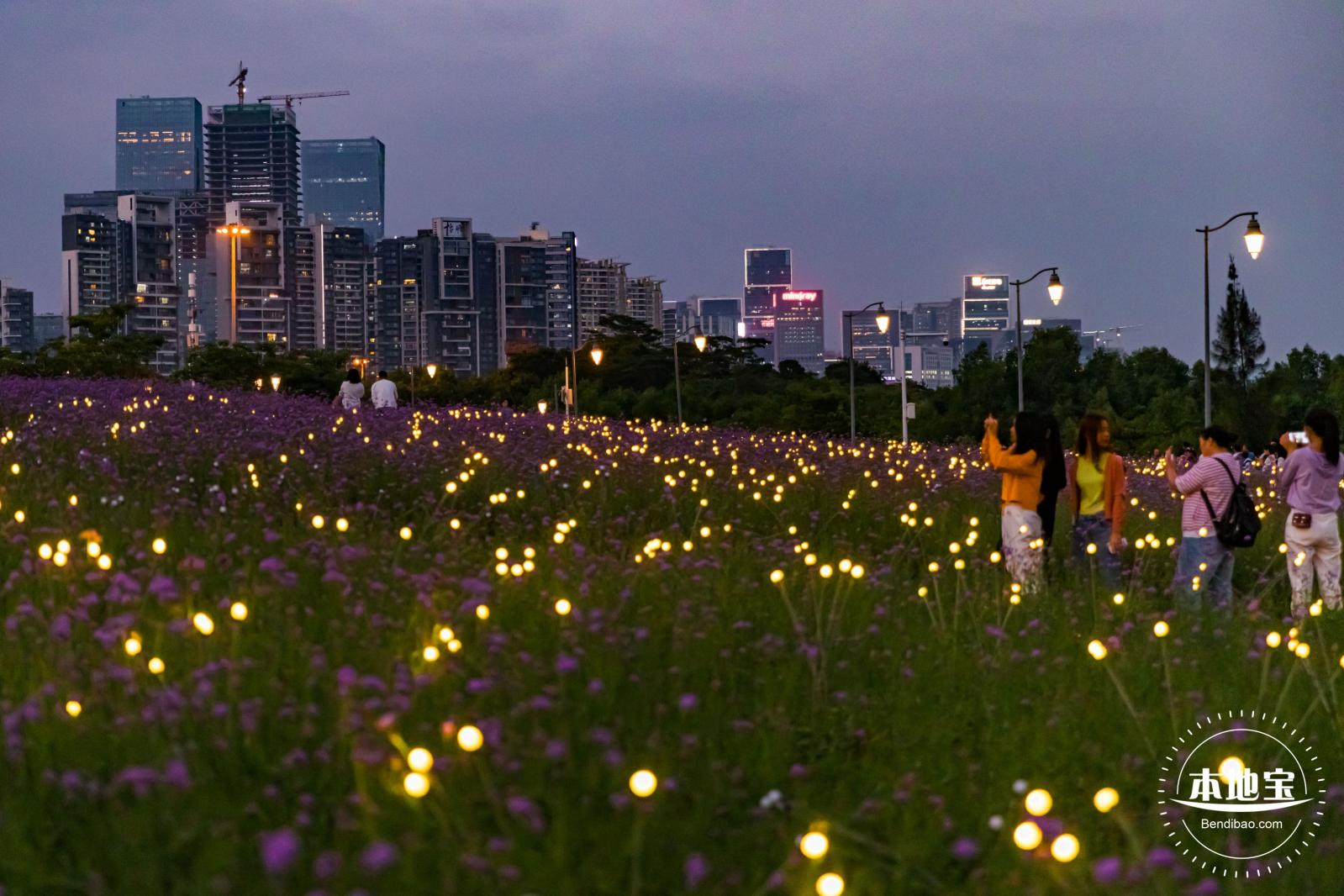流花山马鞭草+灯光花海