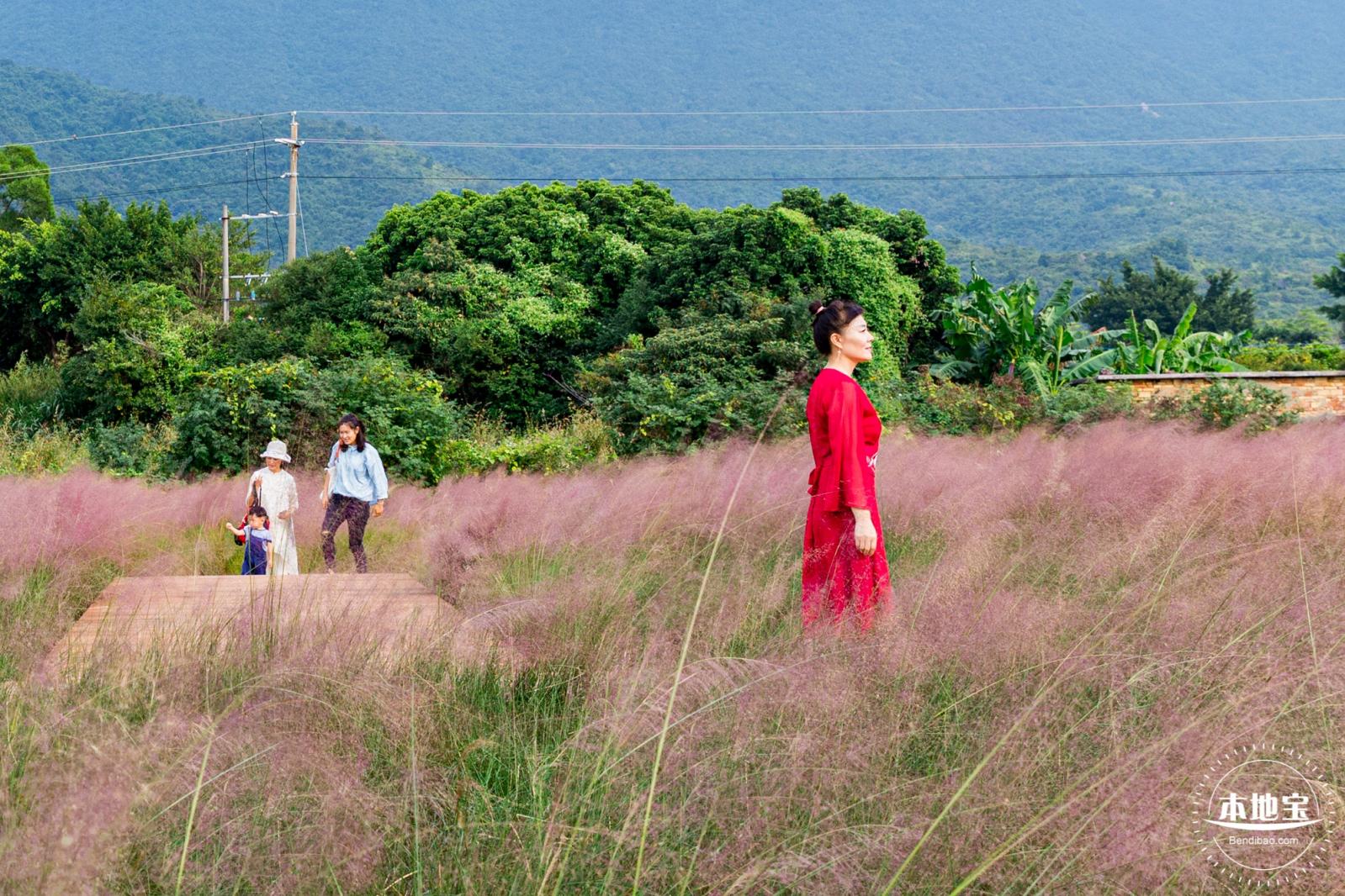 禾塘湿地园粉黛乱子草