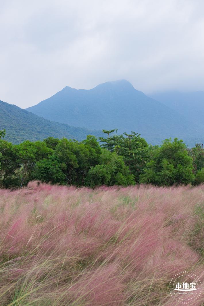 禾塘湿地园粉黛乱子草