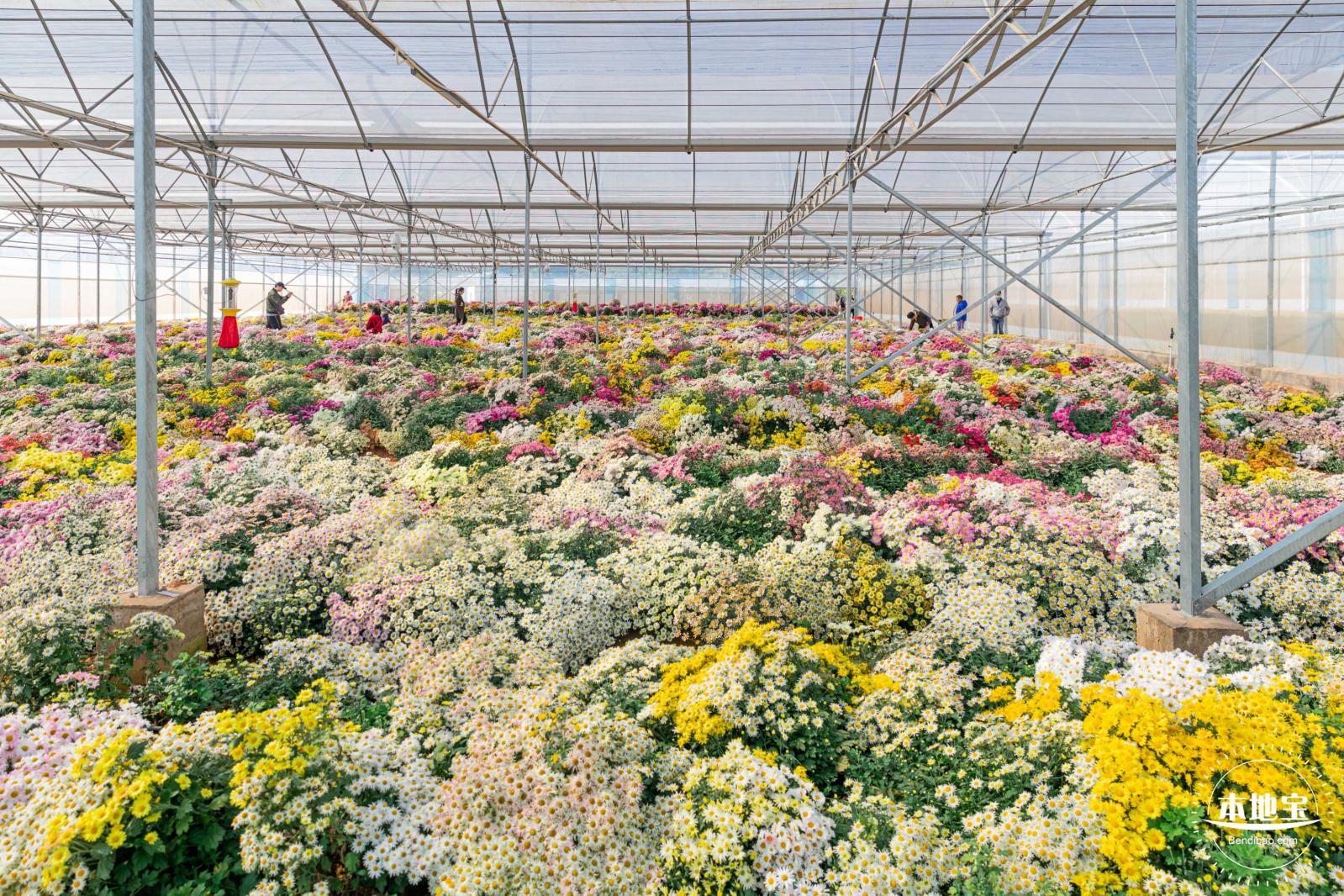 2020大鹏菊花展