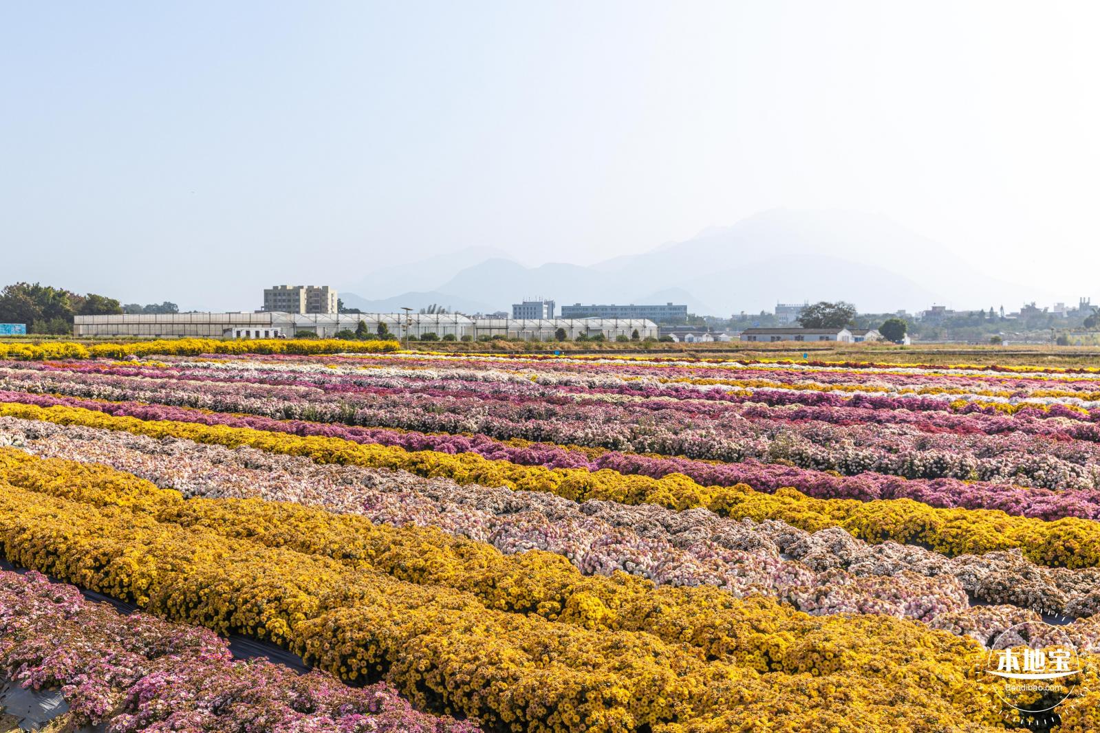 2020大鹏菊花展