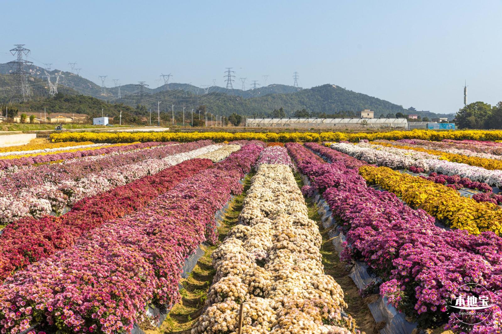 2020大鹏菊花展
