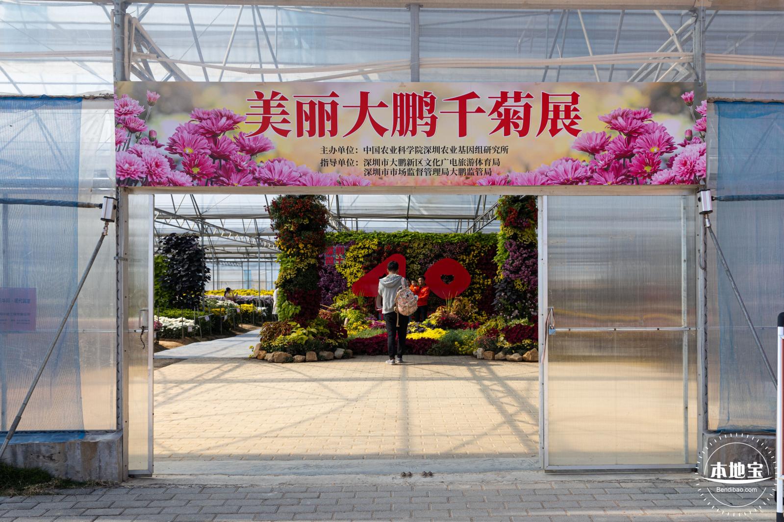 2020大鹏菊花展