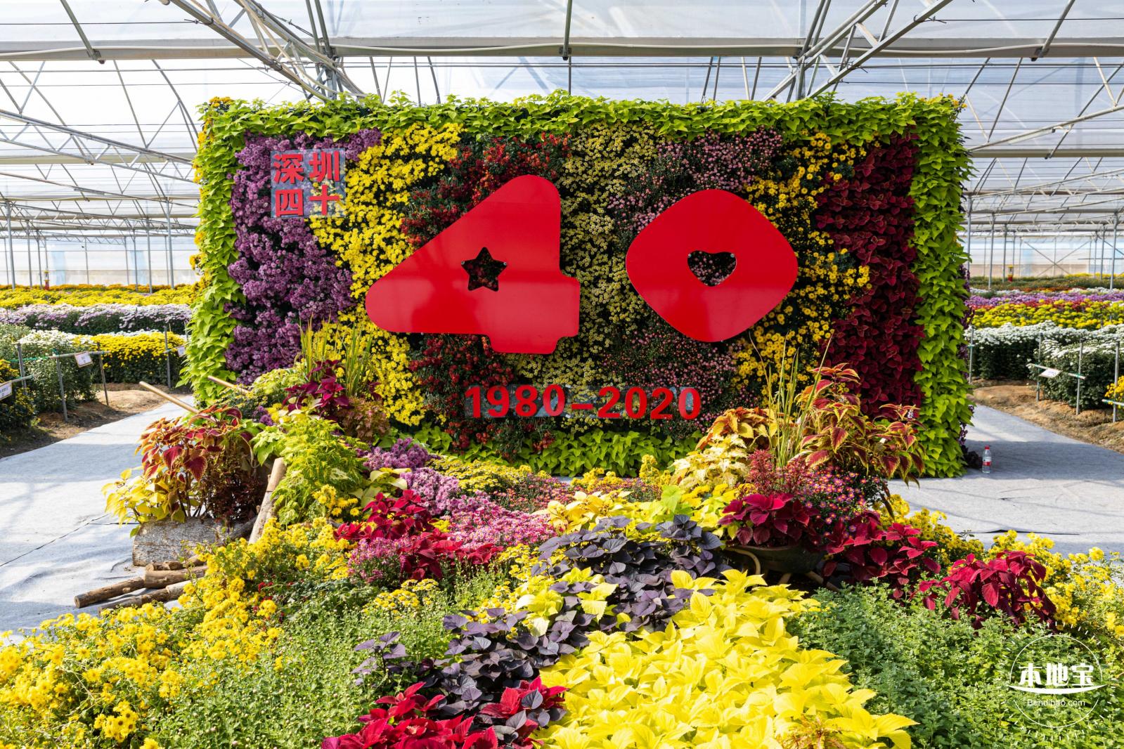 2020大鹏菊花展