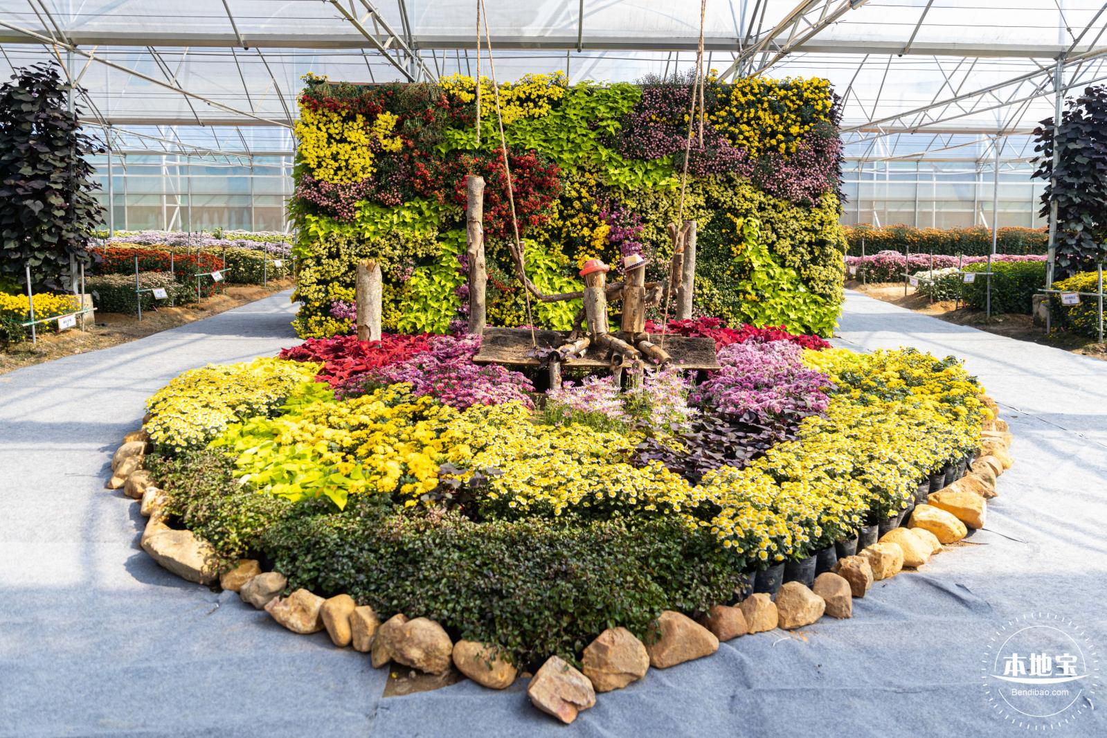 2020大鹏菊花展